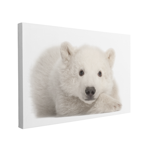 Polar Bear Cub - Animal Nursery Photography - Crystal Canvas Print Wall Art Décor Whelhung