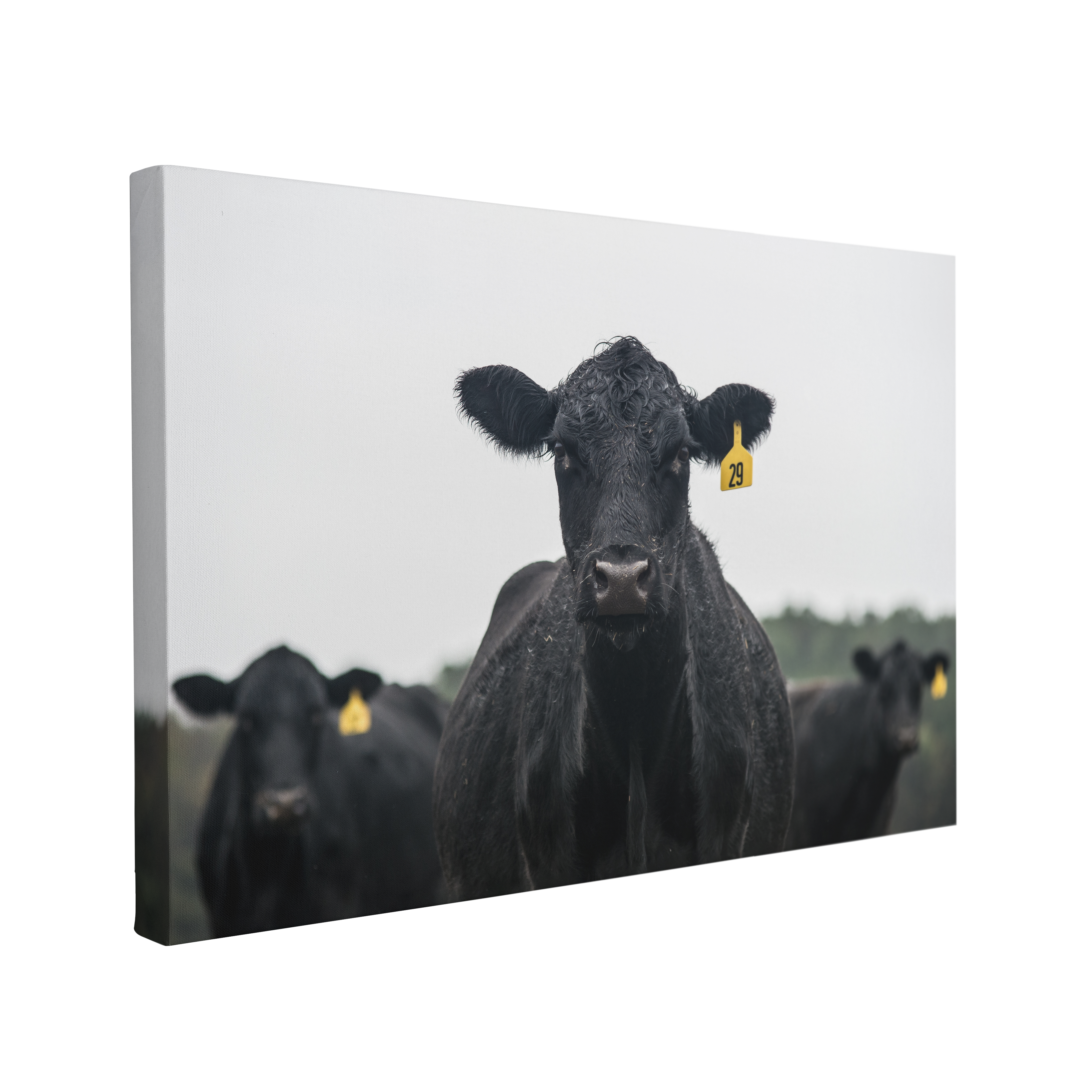 Group of Black Cows Portrait - Canvas Print Wall Art Décor Whelhung