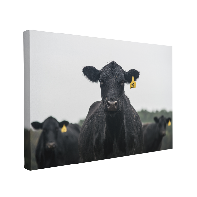 Group of Black Cows Portrait - Canvas Print Wall Art Décor Whelhung