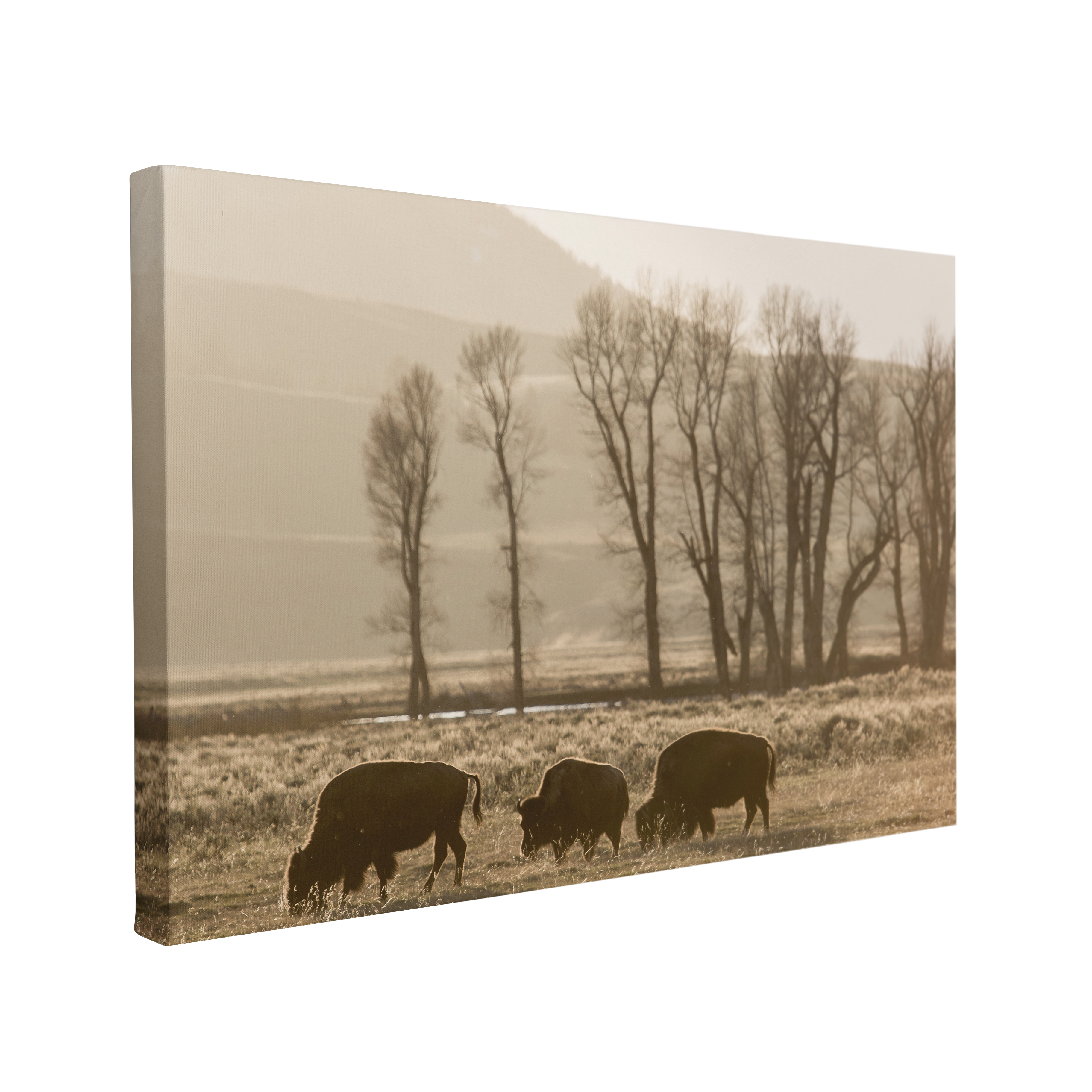 Black and White Wild Buffalo Photography - Canvas Print Wall Art Décor Whelhung