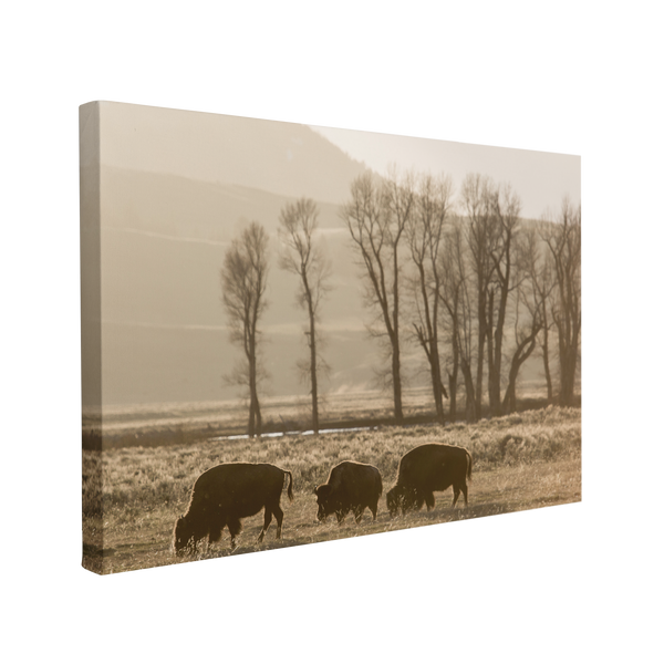 Black and White Wild Buffalo Photography - Canvas Print Wall Art Décor Whelhung