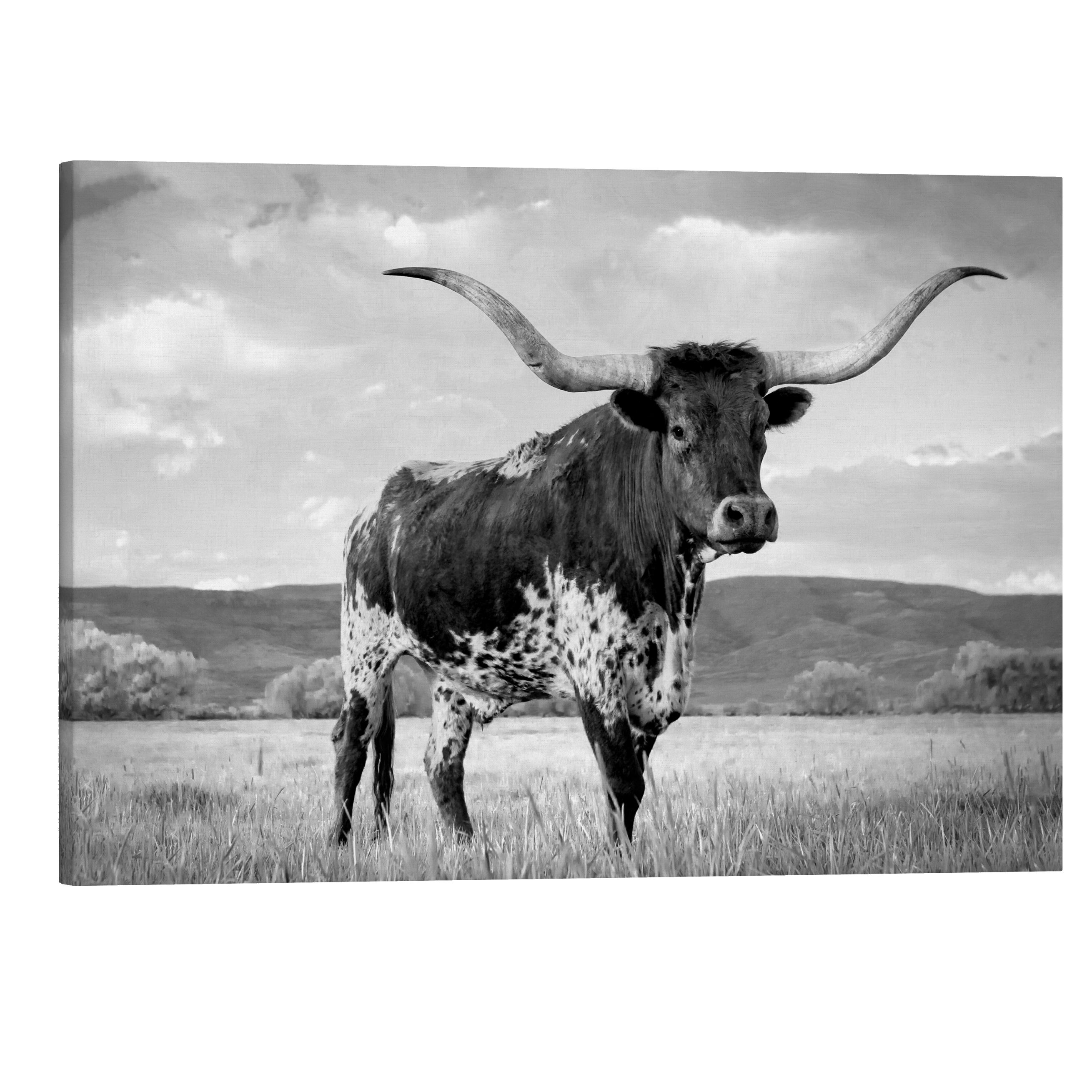 Black and White Texas Longhorn - Animal Photography - Crystal Canvas Print Wall Art Décor Whelhung