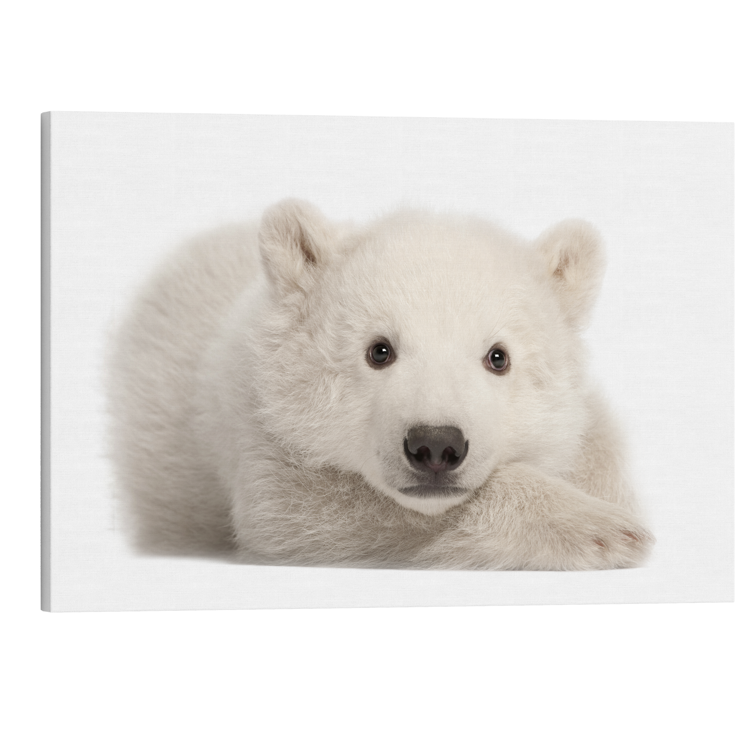 Polar Bear Cub - Animal Nursery Photography - Crystal Canvas Print Wall Art Décor Whelhung