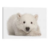 Polar Bear Cub - Animal Nursery Photography - Crystal Canvas Print Wall Art Décor Whelhung