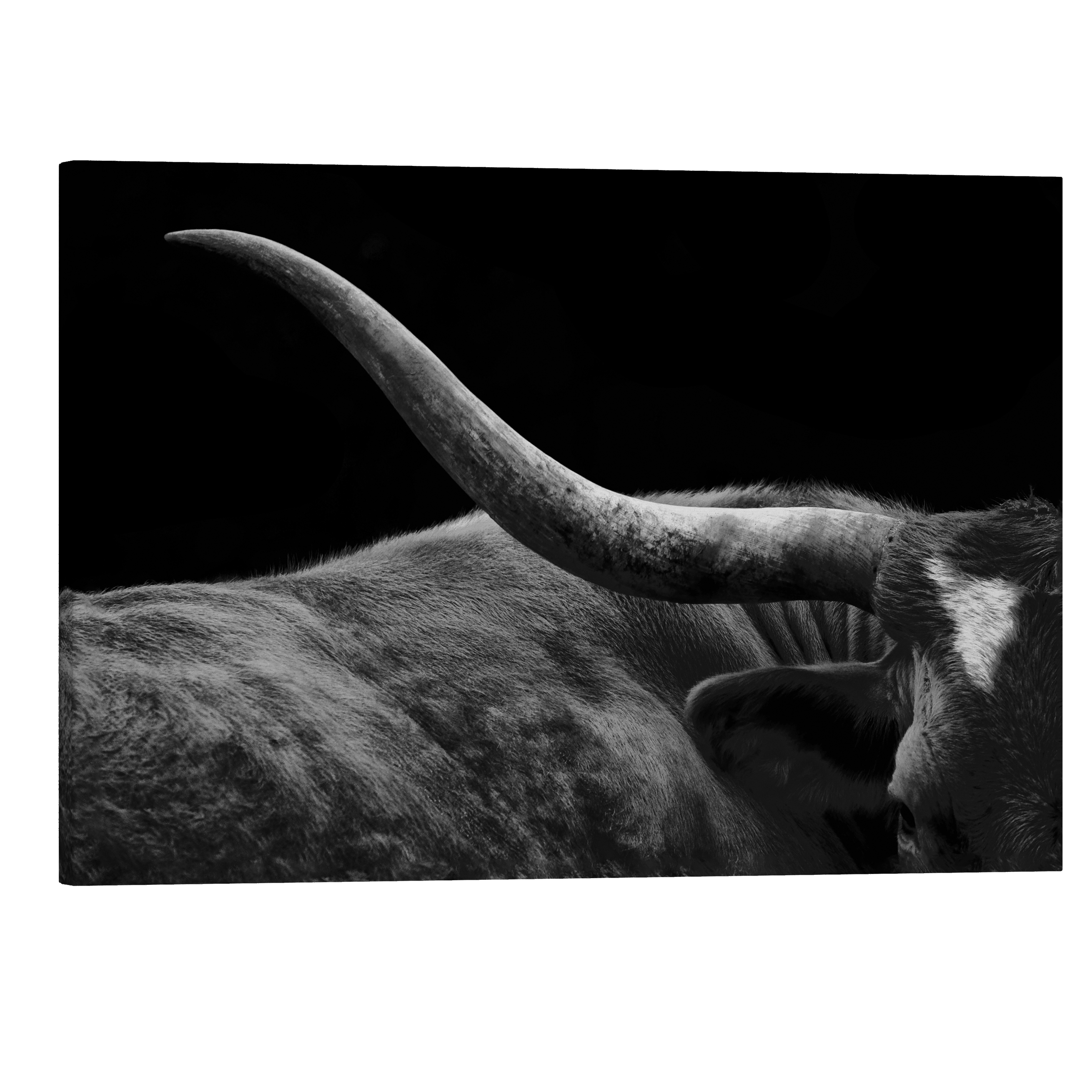 Black and White Texas Longhorn Closeup - Animal Photography - Crystal Canvas Print Wall Art Décor Whelhung