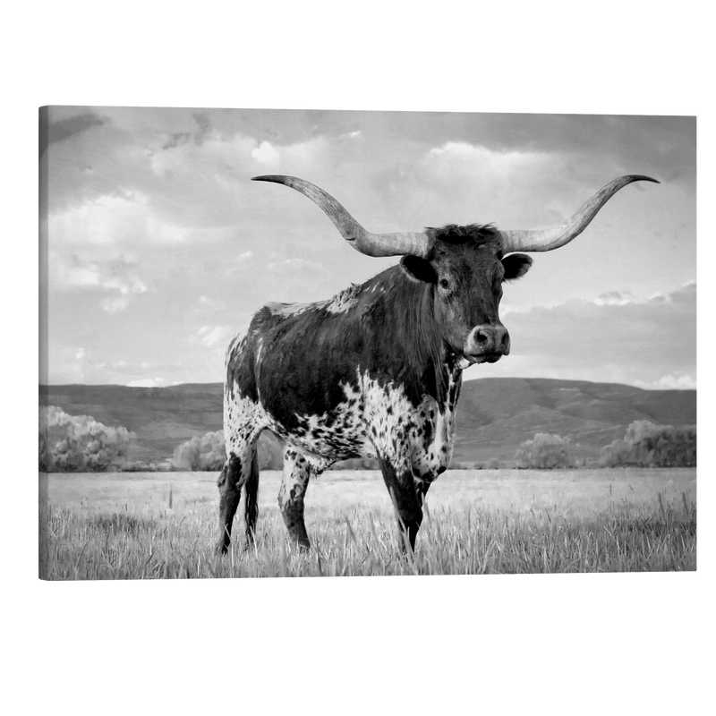 Black and White Texas Longhorn - Animal Photography - Crystal Canvas Print Wall Art Décor Whelhung