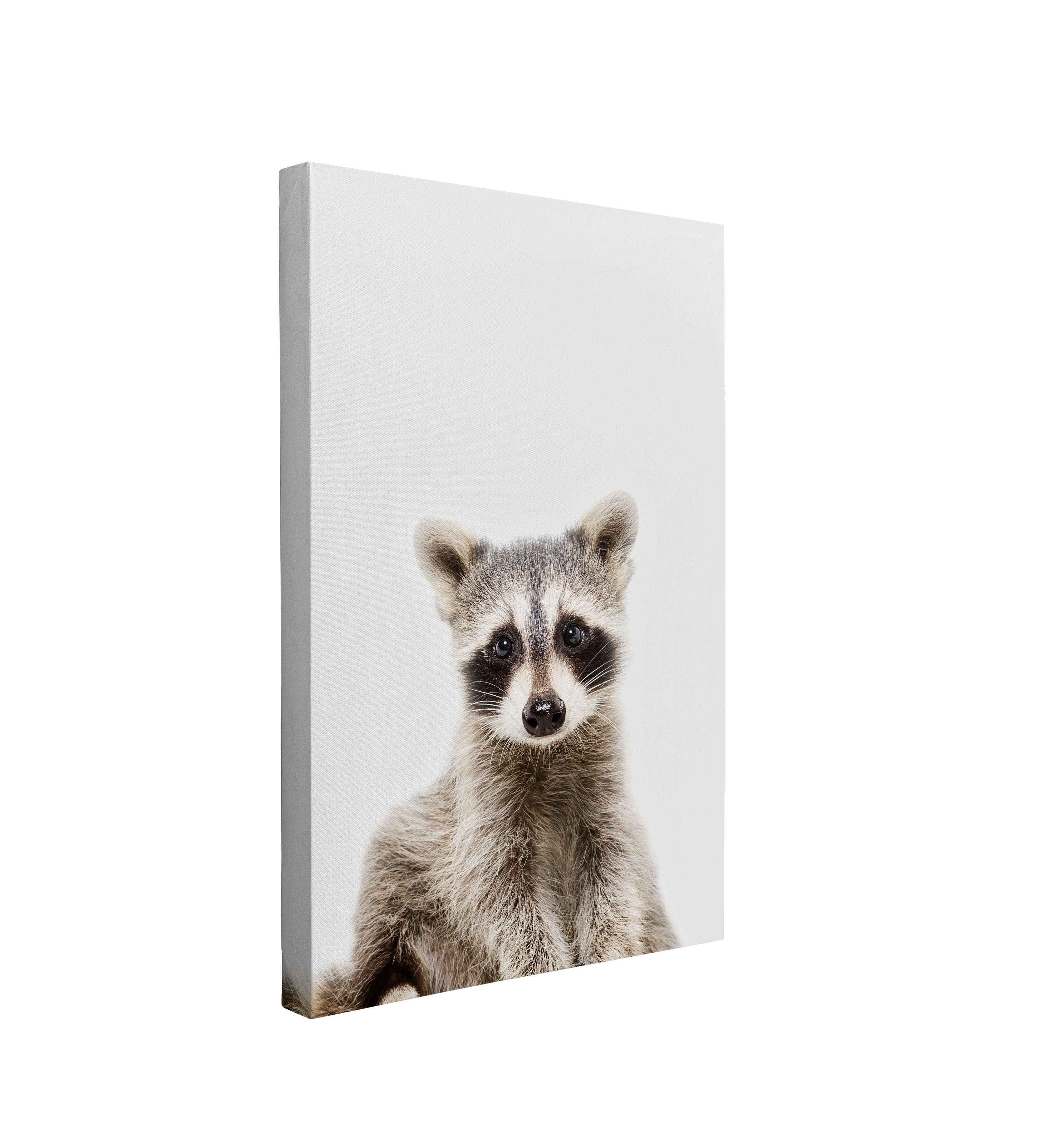 Minimalist Baby Raccoon - Woodland Animal Peekaboo Nursery Photography - Crystal Canvas Print Wall Art Décor Whelhung