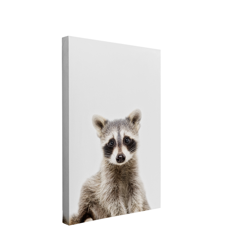 Minimalist Baby Raccoon - Woodland Animal Peekaboo Nursery Photography - Crystal Canvas Print Wall Art Décor Whelhung