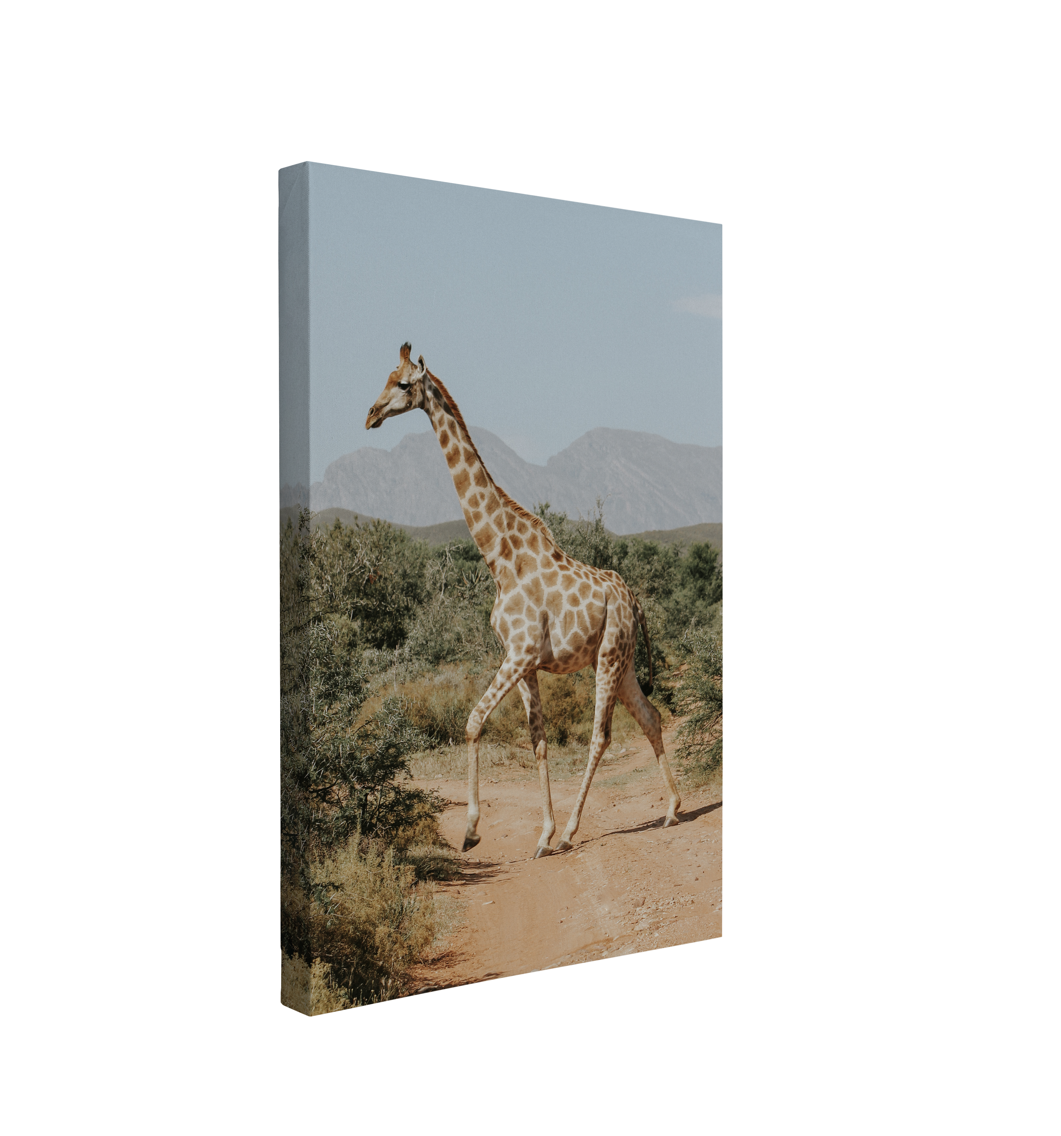 Soft African Giraffe Photography - Canvas Print Wall Art Décor Whelhung