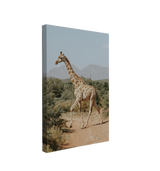 Soft African Giraffe Photography - Canvas Print Wall Art Décor Whelhung