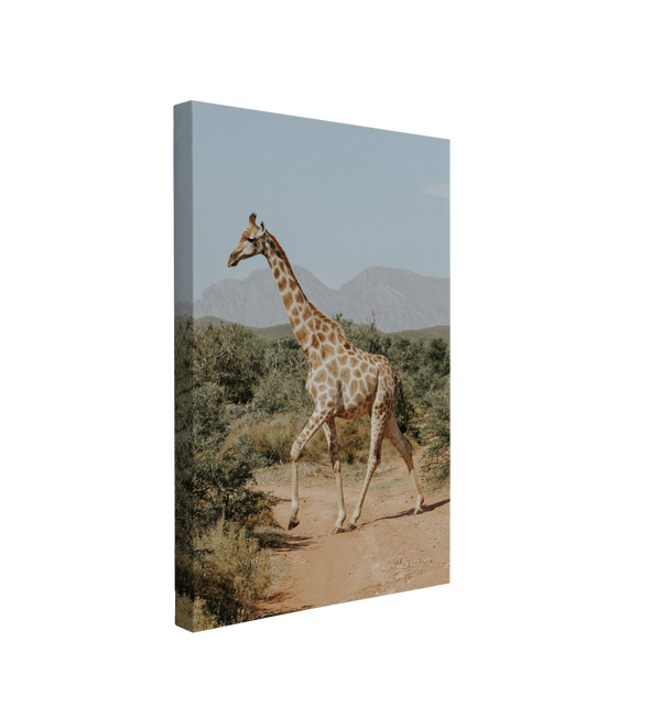 Soft African Giraffe Photography - Canvas Print Wall Art Décor Whelhung