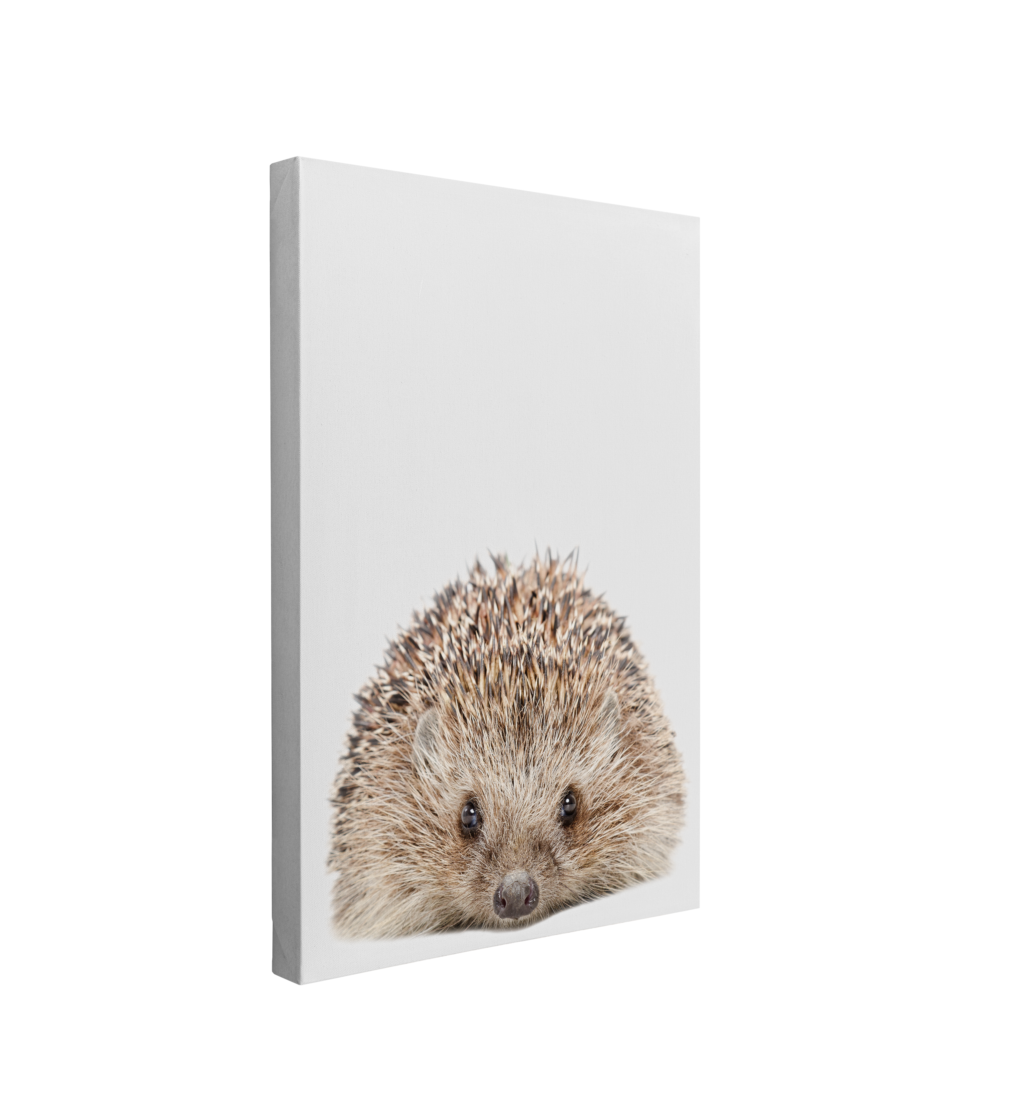 Minimalist Baby Hedgehog - Woodland Animal Peekaboo Nursery Photography - Crystal Canvas Print Wall Art Décor Whelhung