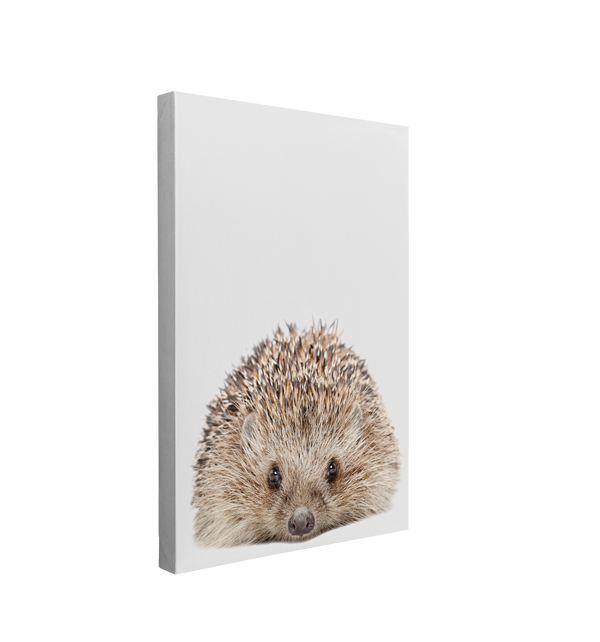 Minimalist Baby Hedgehog - Woodland Animal Peekaboo Nursery Photography - Crystal Canvas Print Wall Art Décor Whelhung