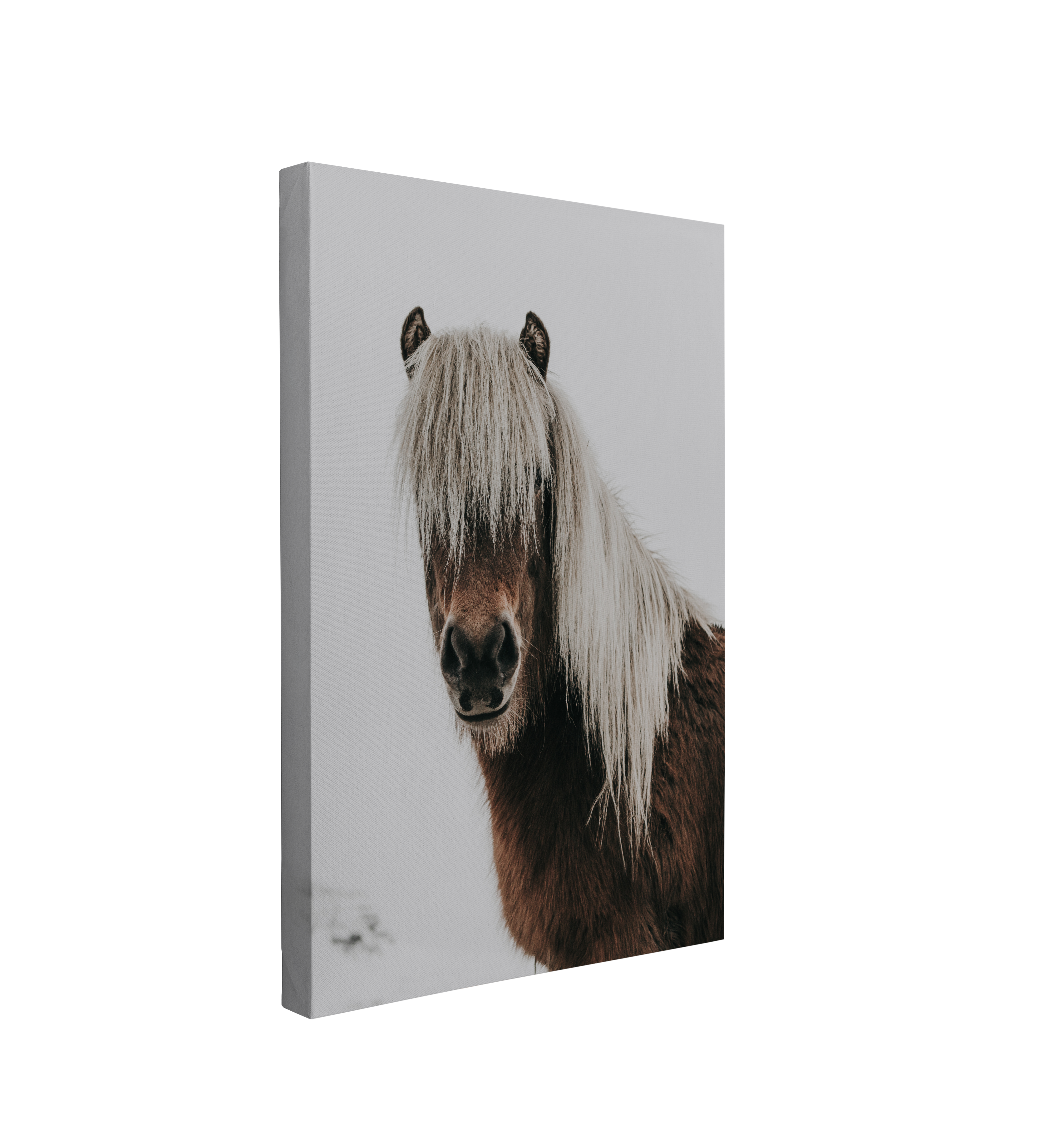 Iceland Horse Portrait Photography - Canvas Print Wall Art Décor Whelhung