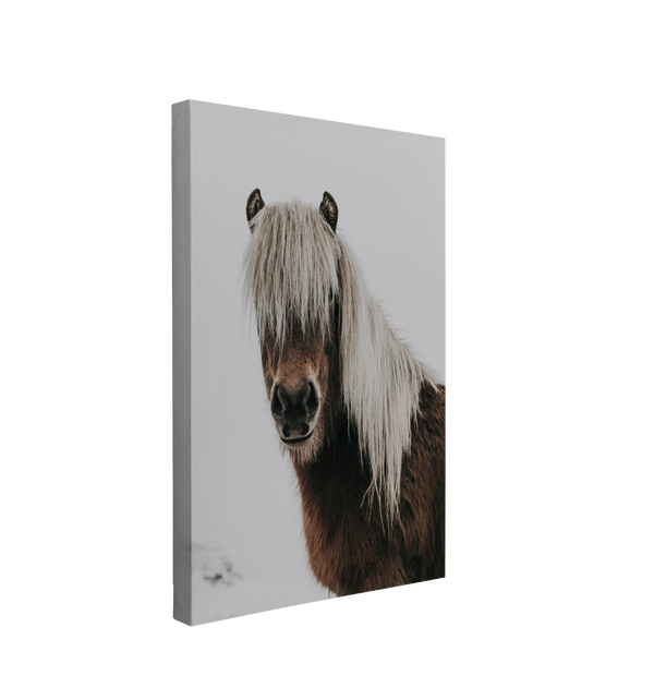 Iceland Horse Portrait Photography - Canvas Print Wall Art Décor Whelhung