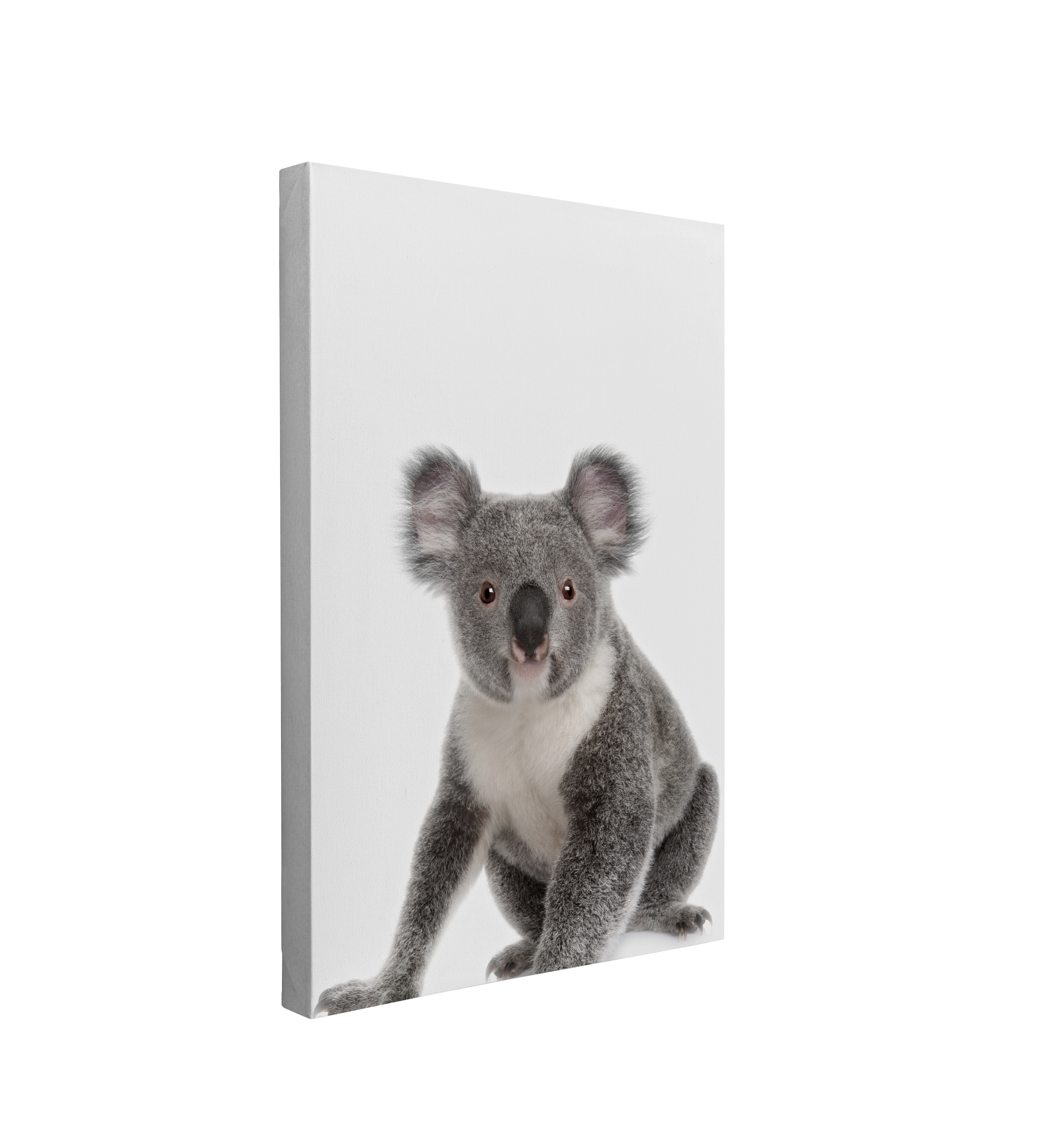 Minimalist Koala - Animal Nursery Photography - Crystal Canvas Print Wall Art Décor Whelhung