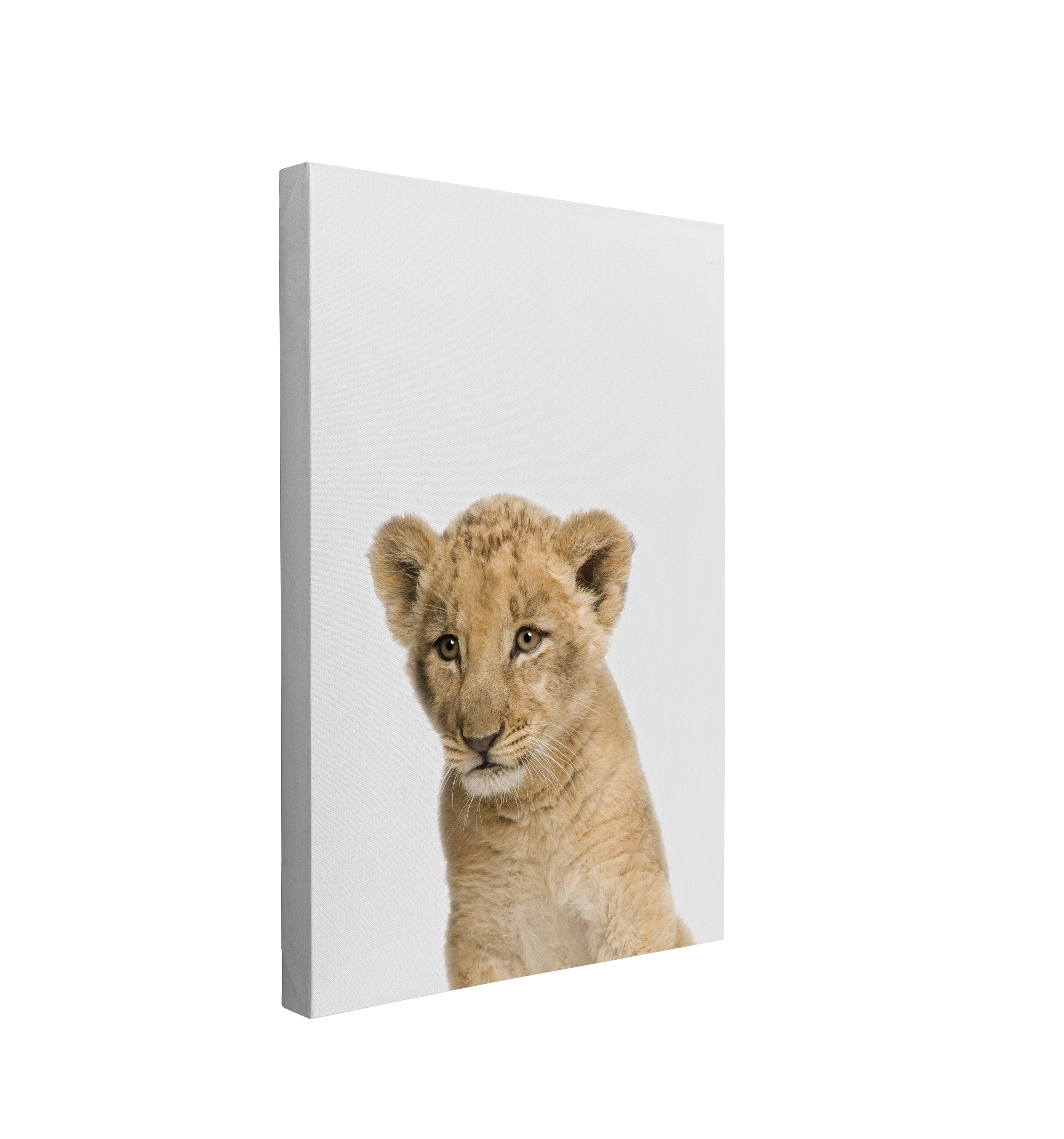 Minimalist Baby Lion - Safari Animal Peekaboo Nursery Photography - Crystal Canvas Print Wall Art Décor Whelhung