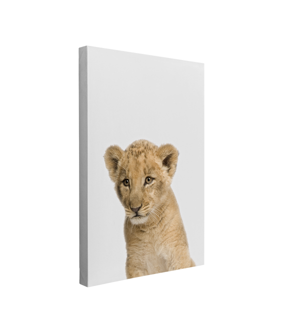 Minimalist Baby Lion - Safari Animal Peekaboo Nursery Photography - Crystal Canvas Print Wall Art Décor Whelhung