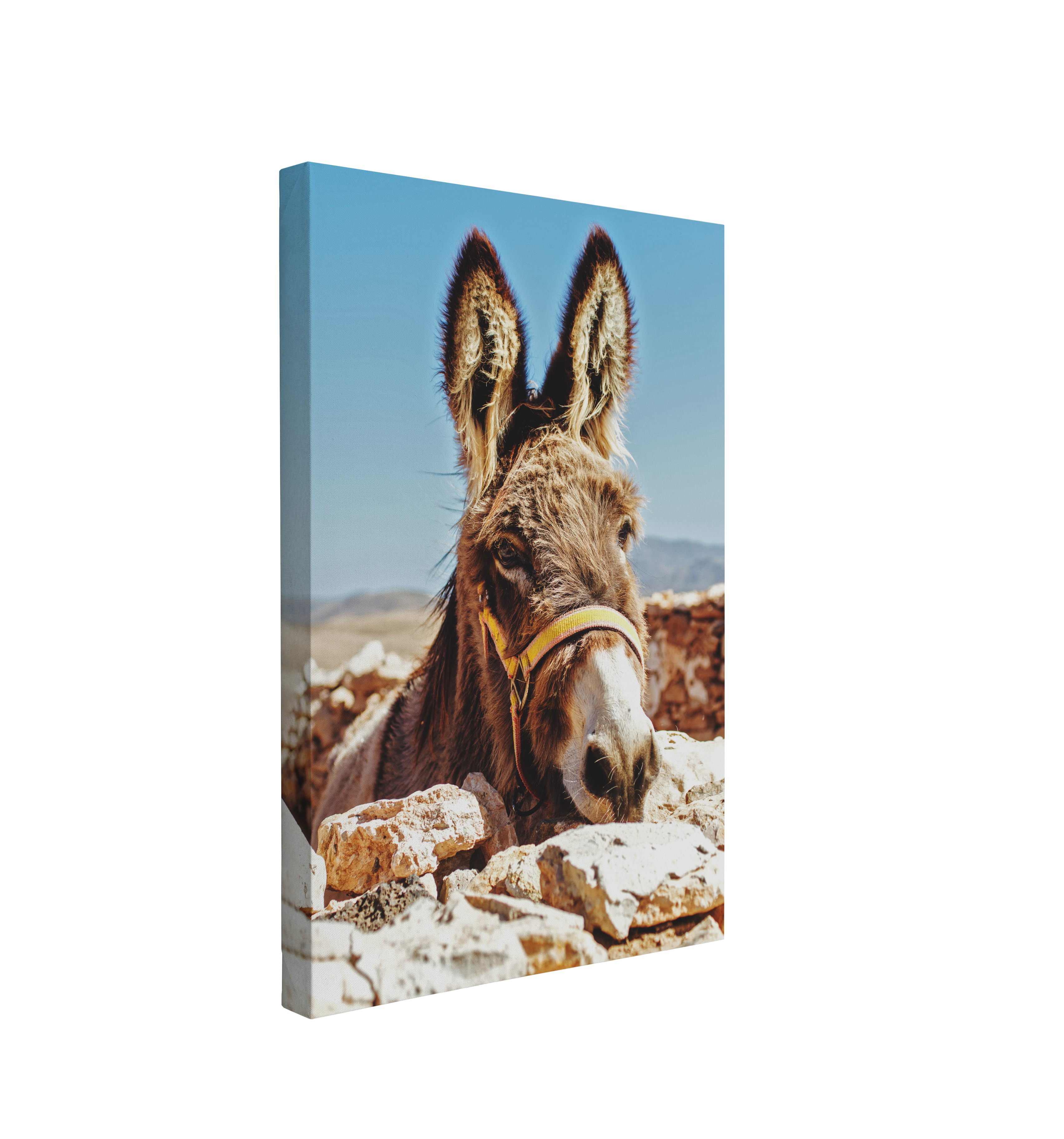 Donkey Portrait Photography - Canvas Print Wall Art Décor Whelhung