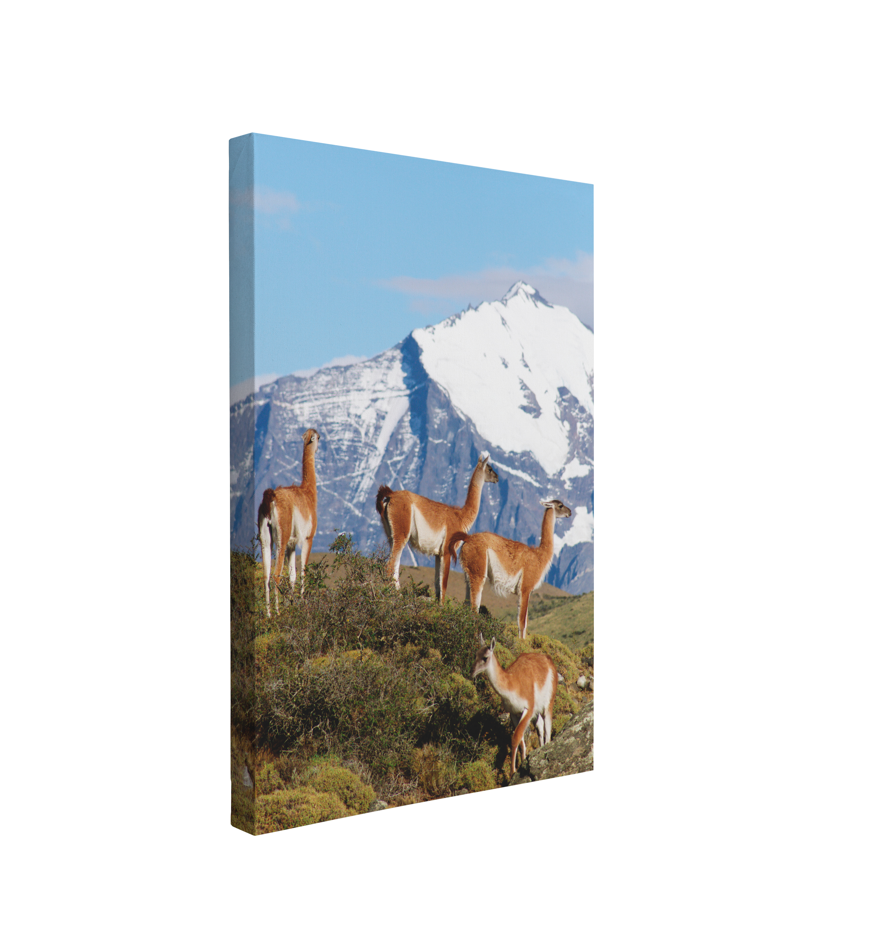 Guanacos Llamas on a Mountain Portrait Photography - Canvas Print Wall Art Décor Whelhung