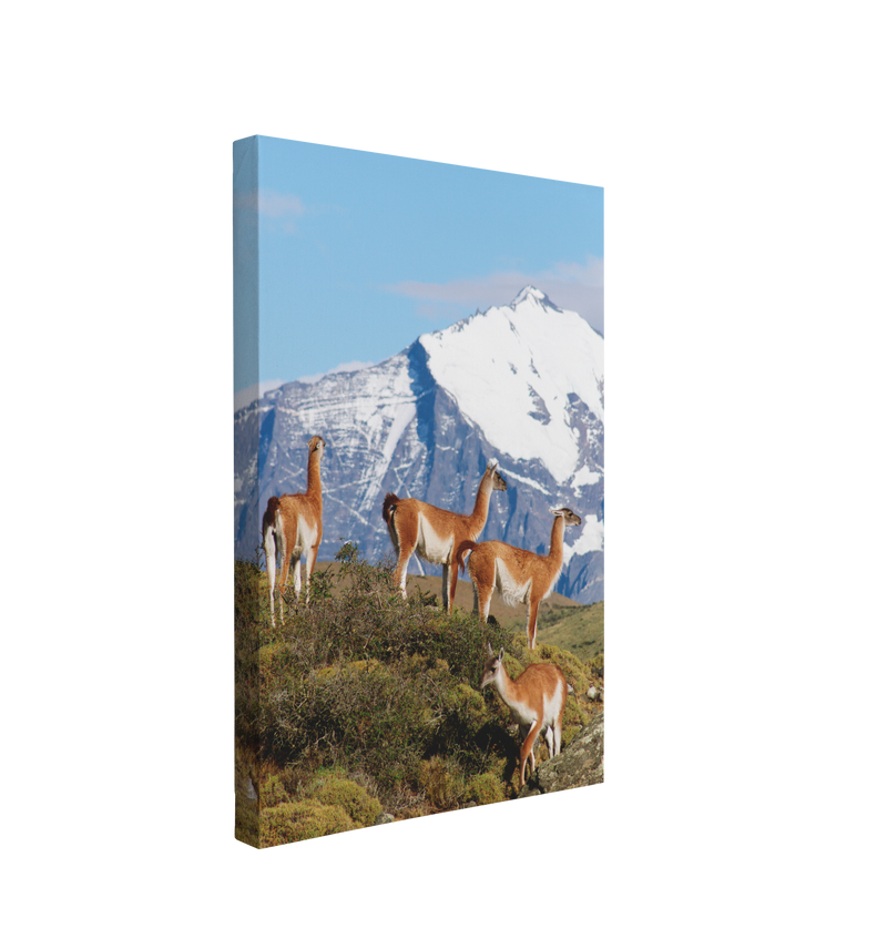 Guanacos Llamas on a Mountain Portrait Photography - Canvas Print Wall Art Décor Whelhung