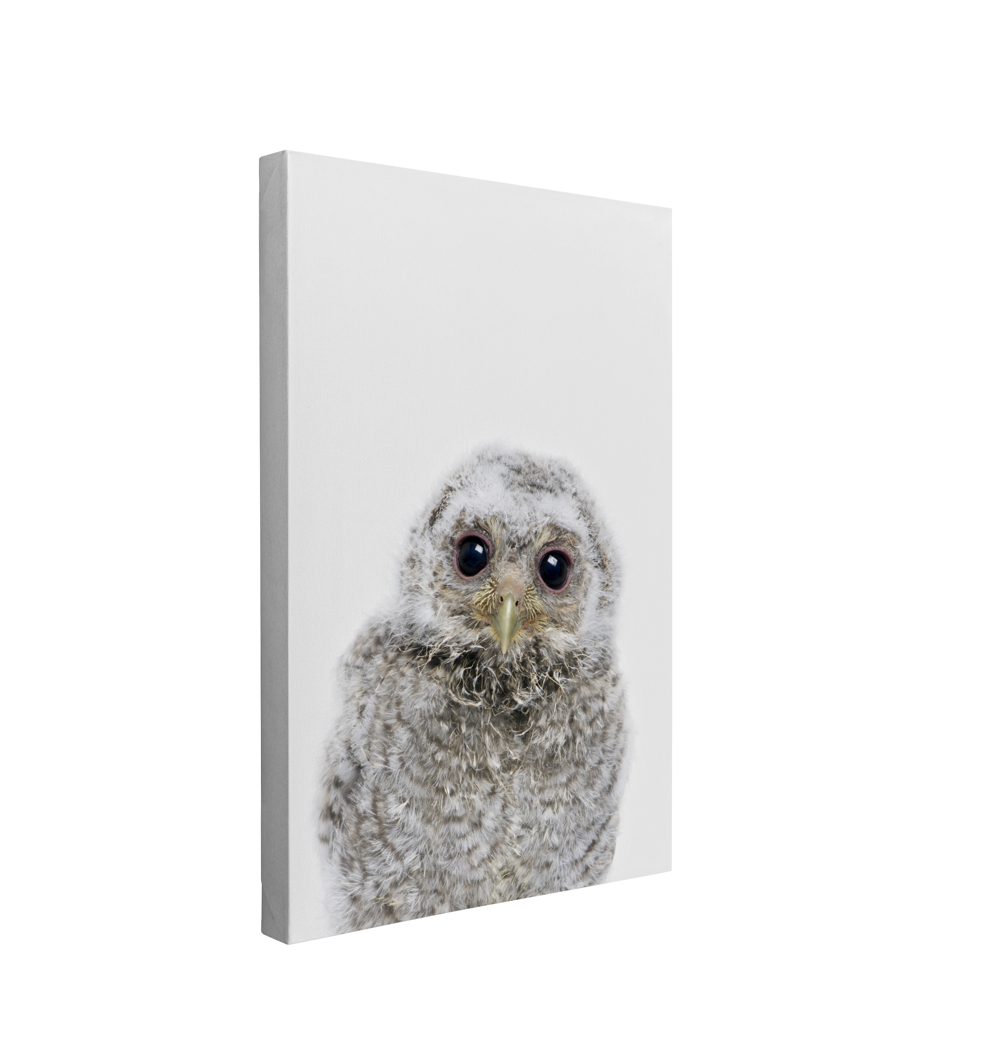 Minimalist Baby Owl - Woodland Animal Peekaboo Nursery Photography - Crystal Canvas Print Wall Art Décor Whelhung