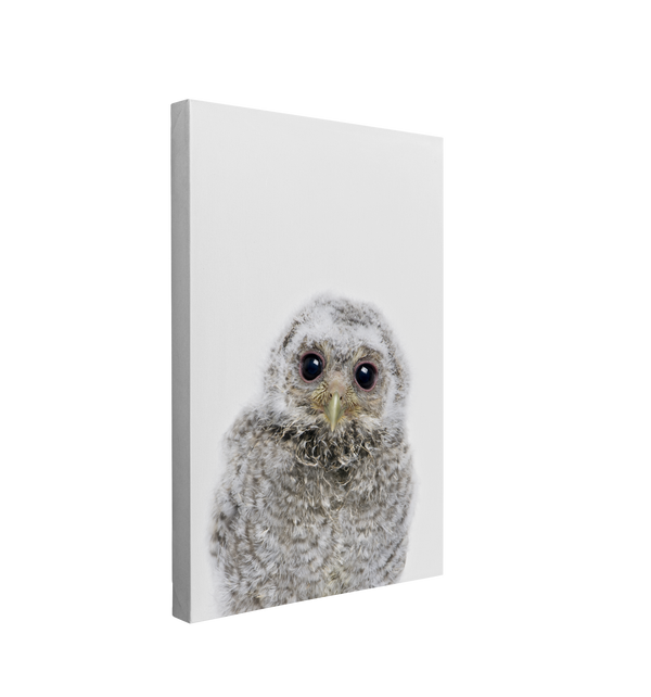 Minimalist Baby Owl - Woodland Animal Peekaboo Nursery Photography - Crystal Canvas Print Wall Art Décor Whelhung