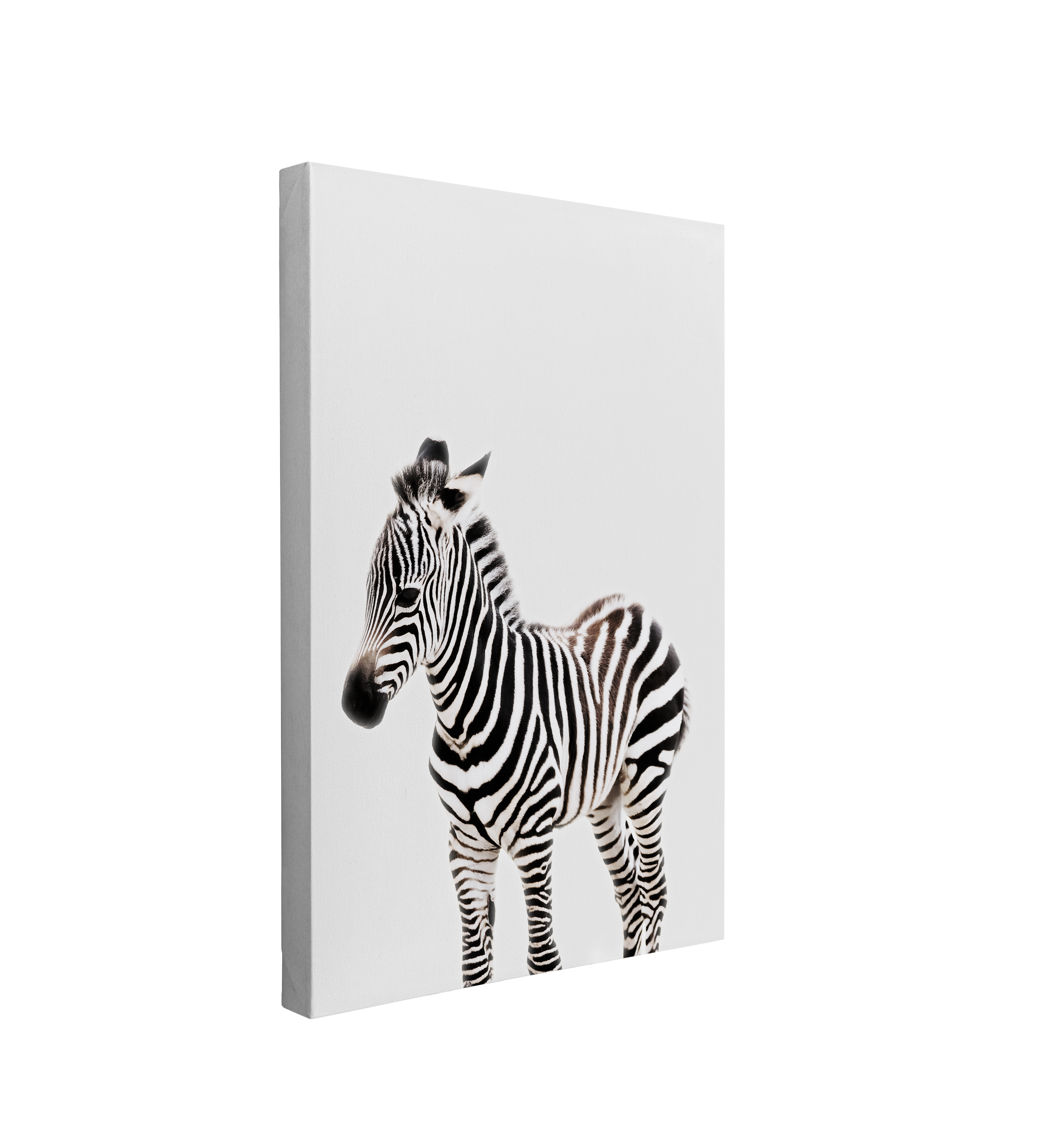 Minimalist Baby Zebra - Safari Animal Peekaboo Nursery Photography - Crystal Canvas Print Wall Art Décor Whelhung