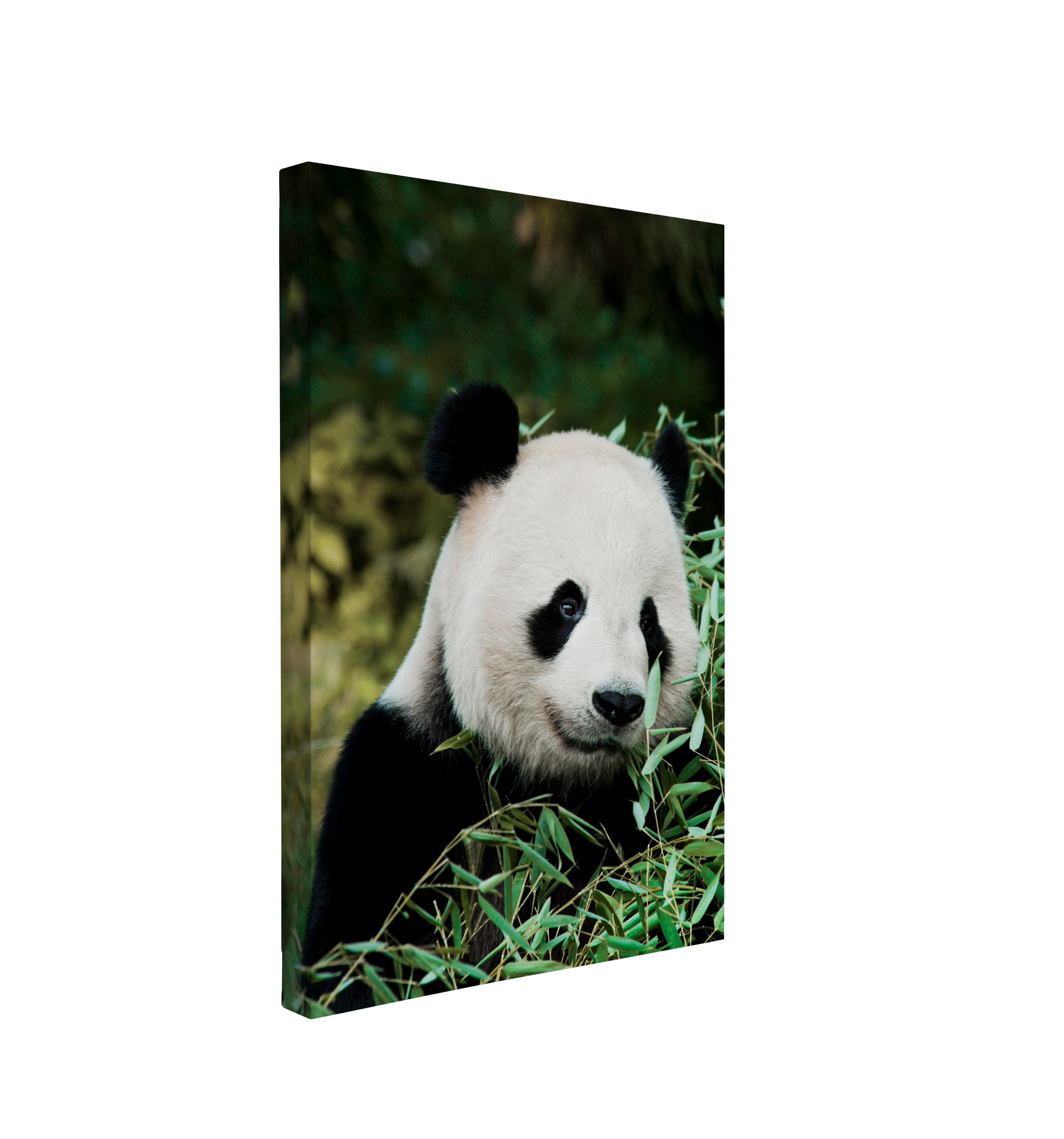 Giant Panda Portrait Photography - Canvas Print Wall Art Décor Whelhung