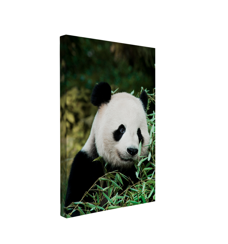 Giant Panda Portrait Photography - Canvas Print Wall Art Décor Whelhung