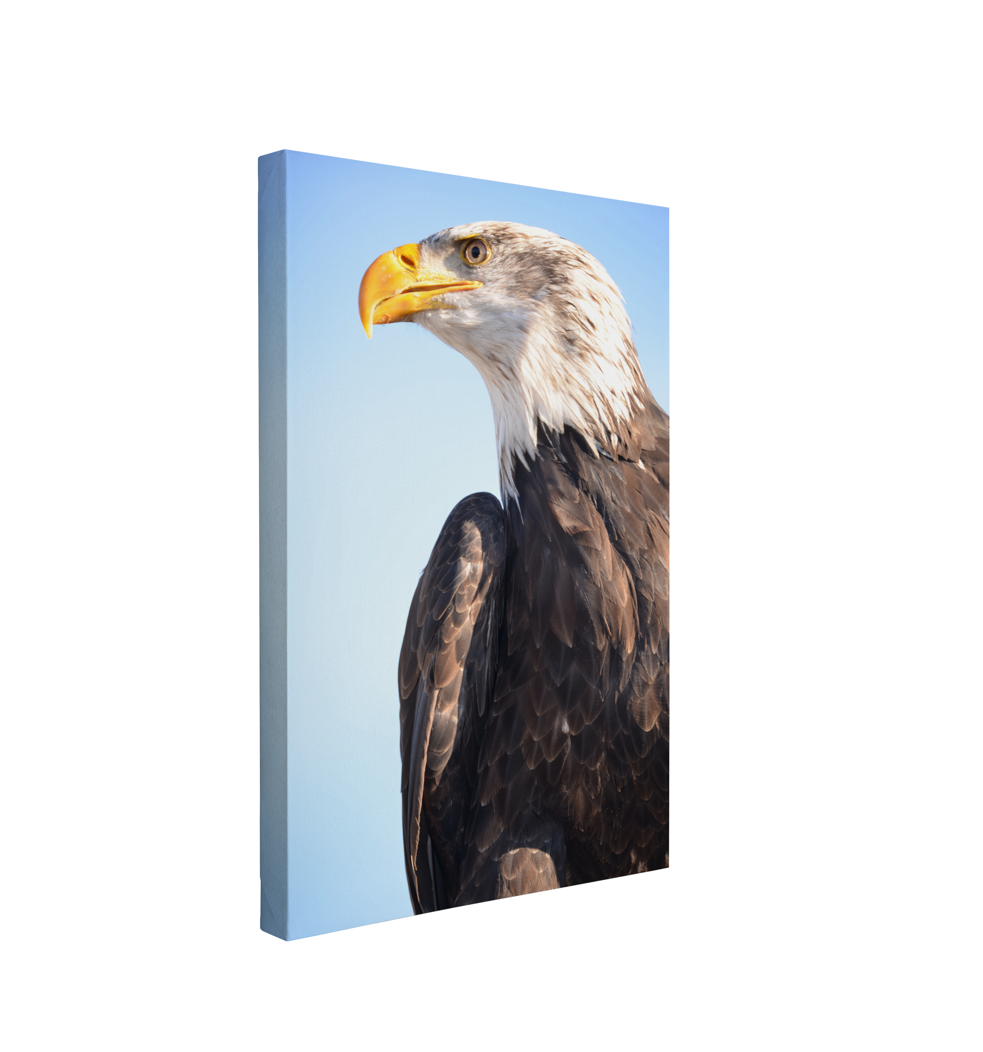 Minimalist Bald Eagle Portrait on Blue - Canvas Print Wall Art Décor Whelhung