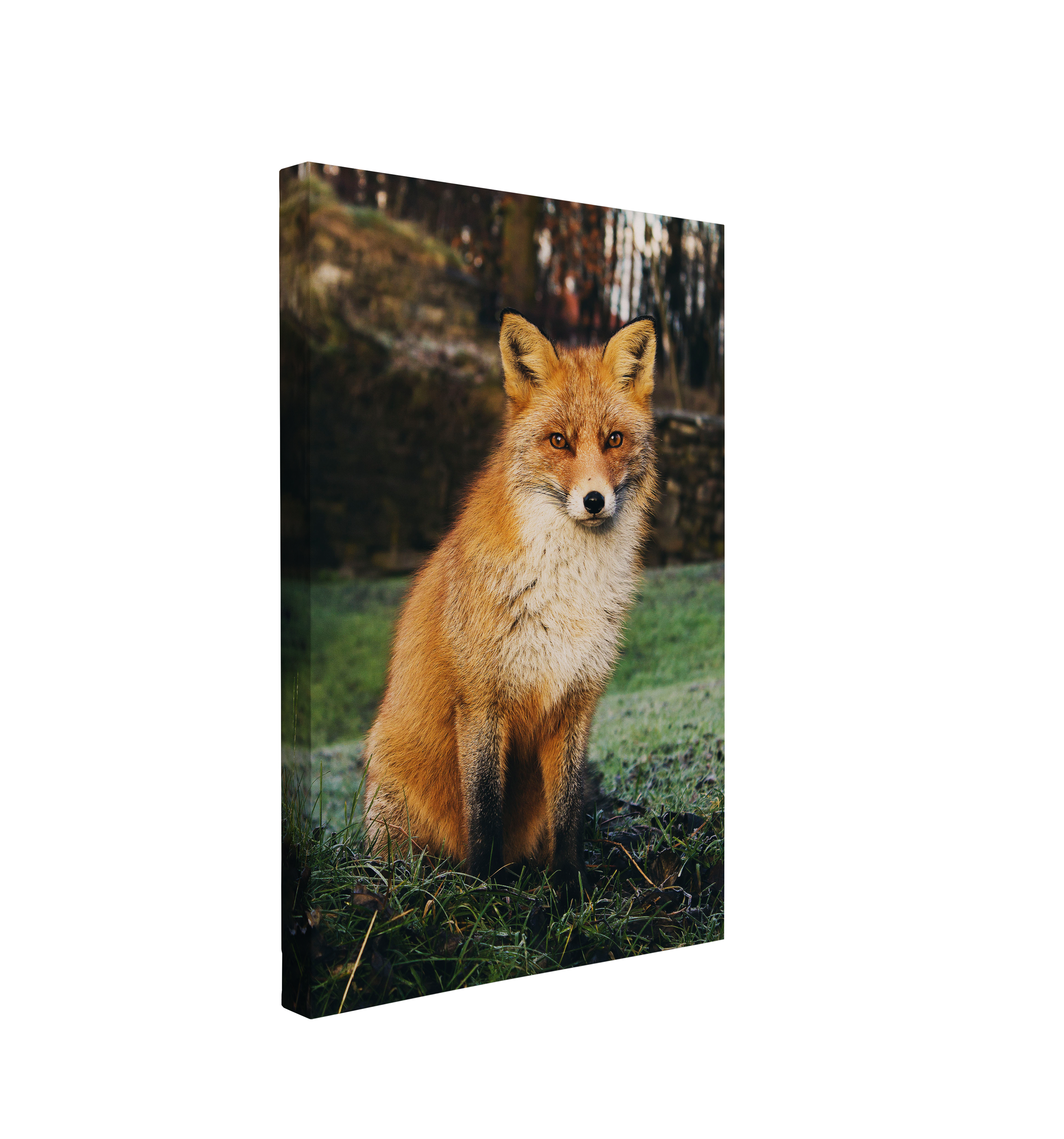 Forest Fox Portrait Photography - Canvas Print Wall Art Décor Whelhung