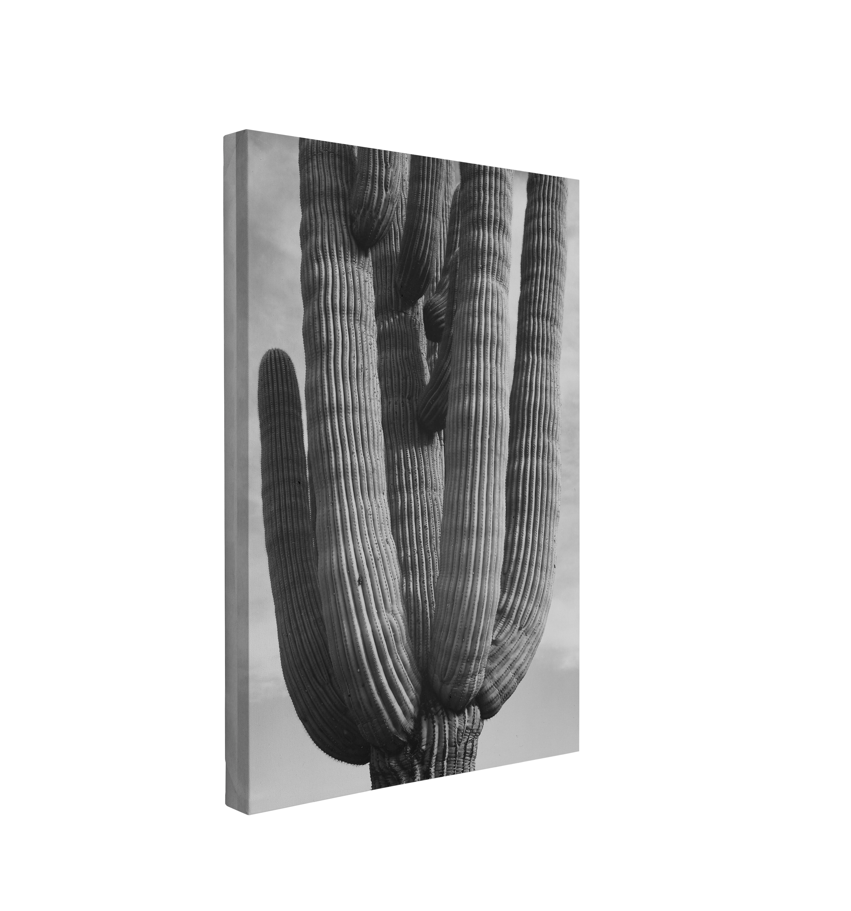 Black and White Saguaro Cactus Photography - Canvas Print Wall Art Décor Whelhung