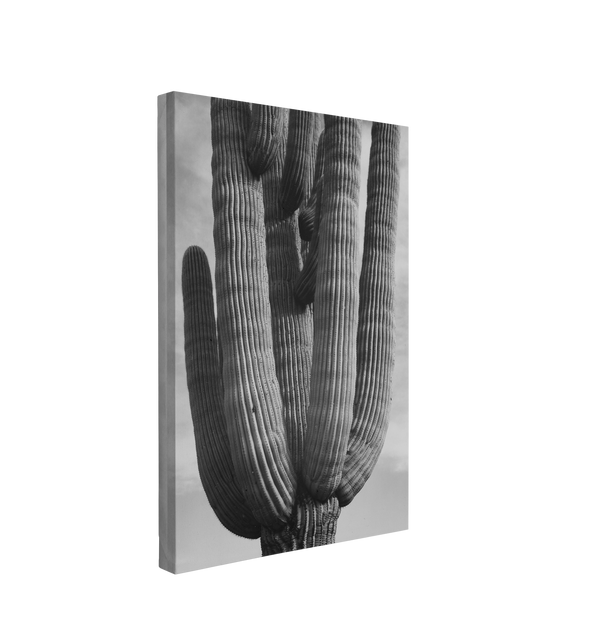 Black and White Saguaro Cactus Photography - Canvas Print Wall Art Décor Whelhung