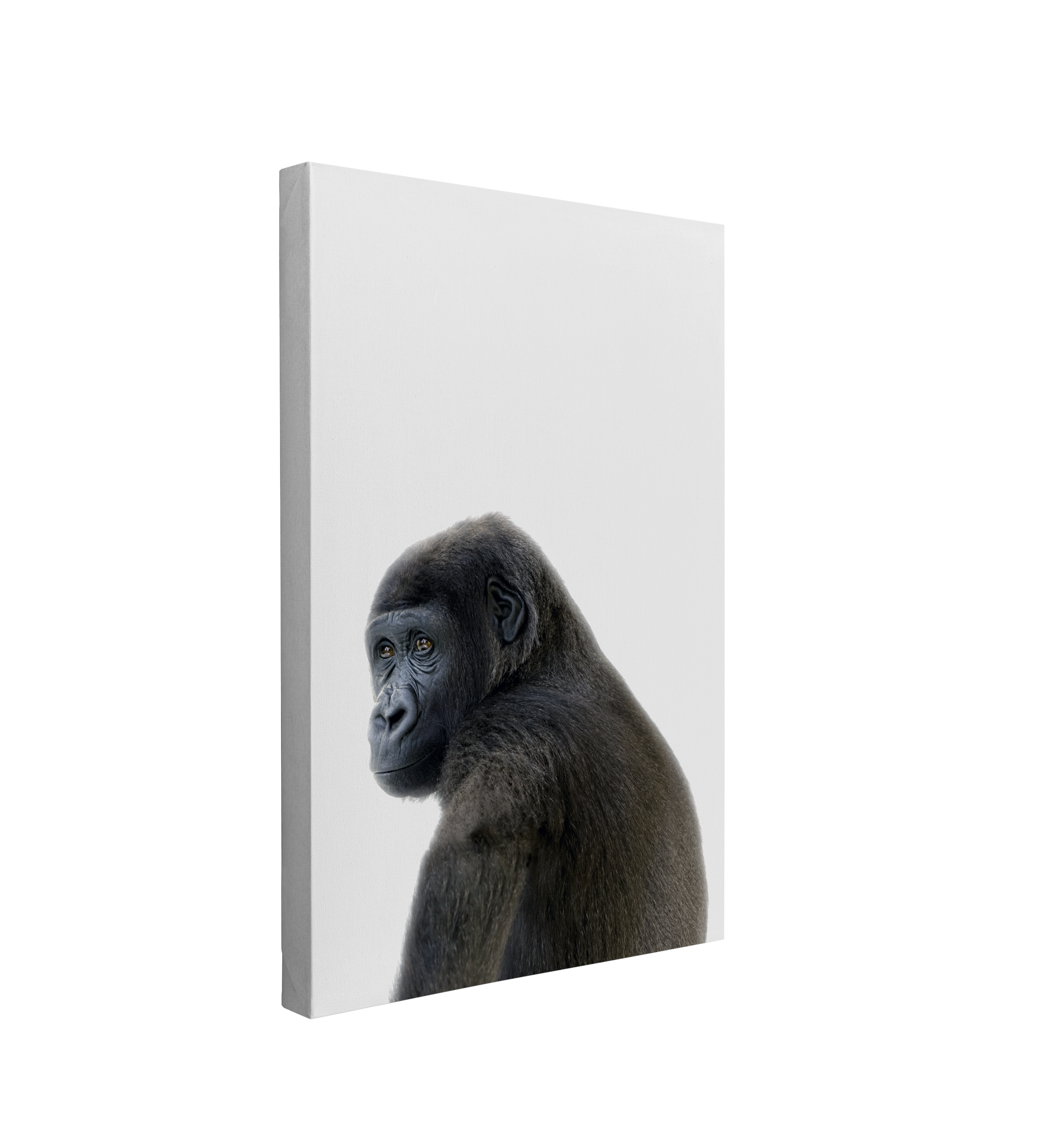 Minimalist Baby Gorilla - Safari Animal Peekaboo Nursery Photography - Crystal Canvas Print Wall Art Décor Whelhung