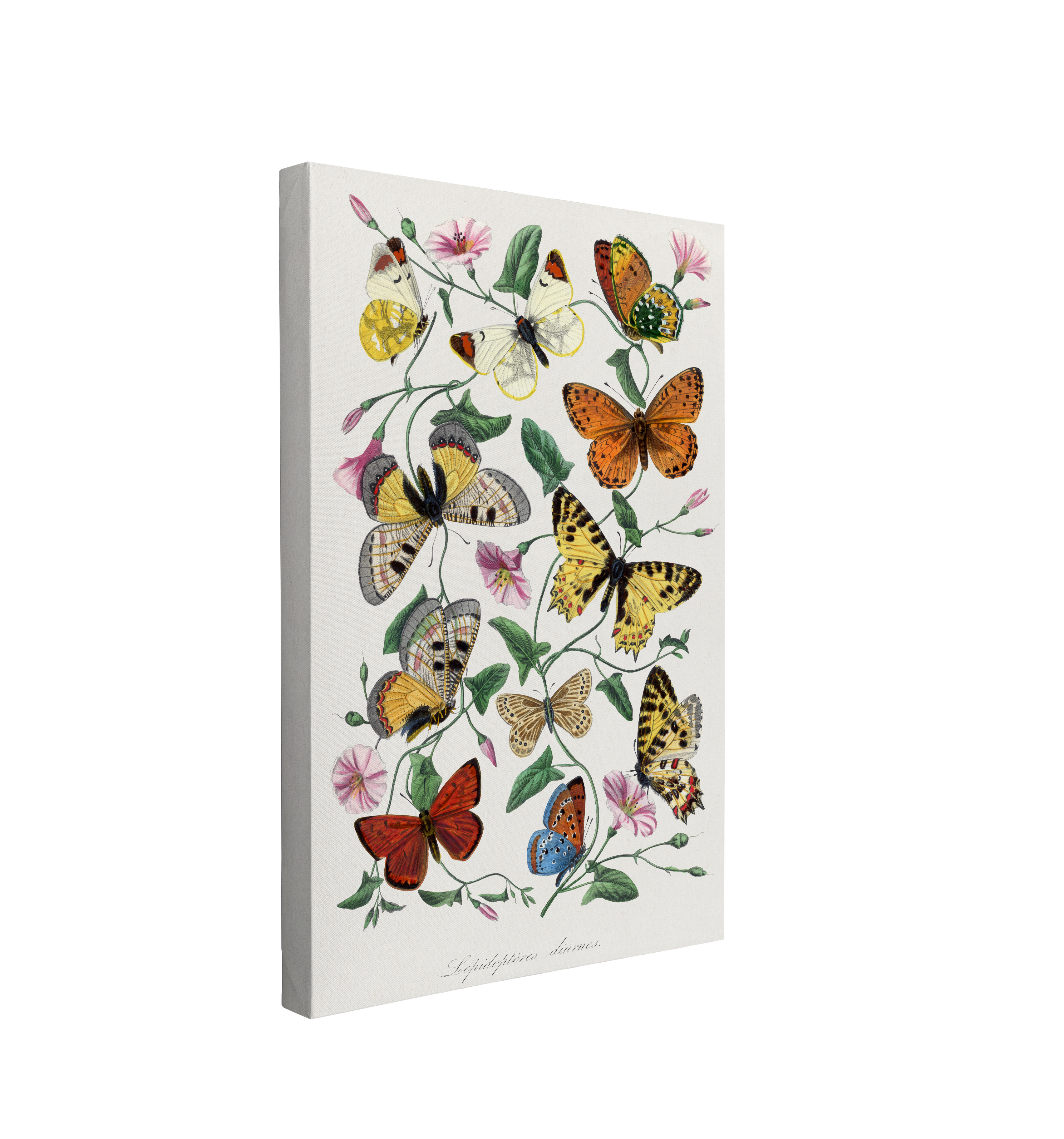 Le Jardin Des Plantes by Paul Gervais - The Botanical Garden Butterflies - Canvas Print Wall Art Décor Whelhung