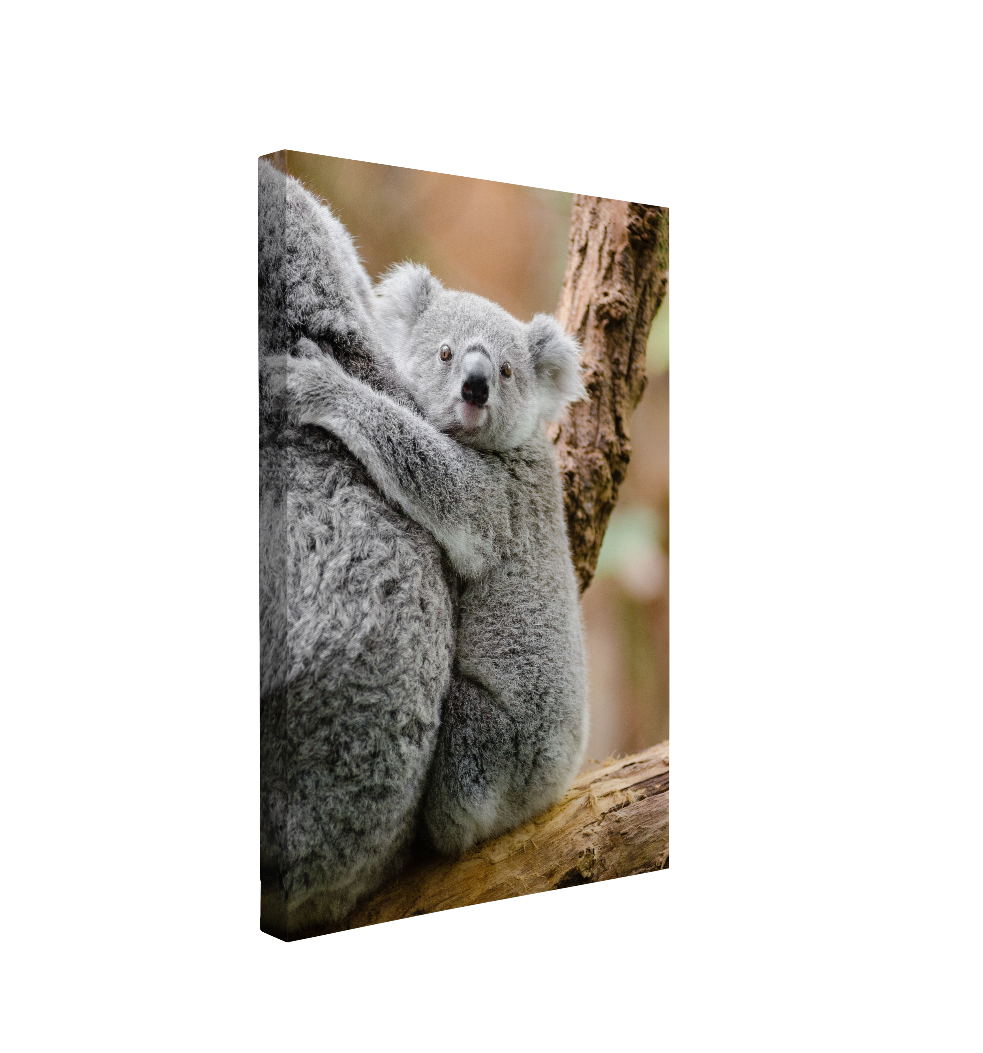 Australian Baby Koala Portrait Photography - Canvas Print Wall Art Décor Whelhung