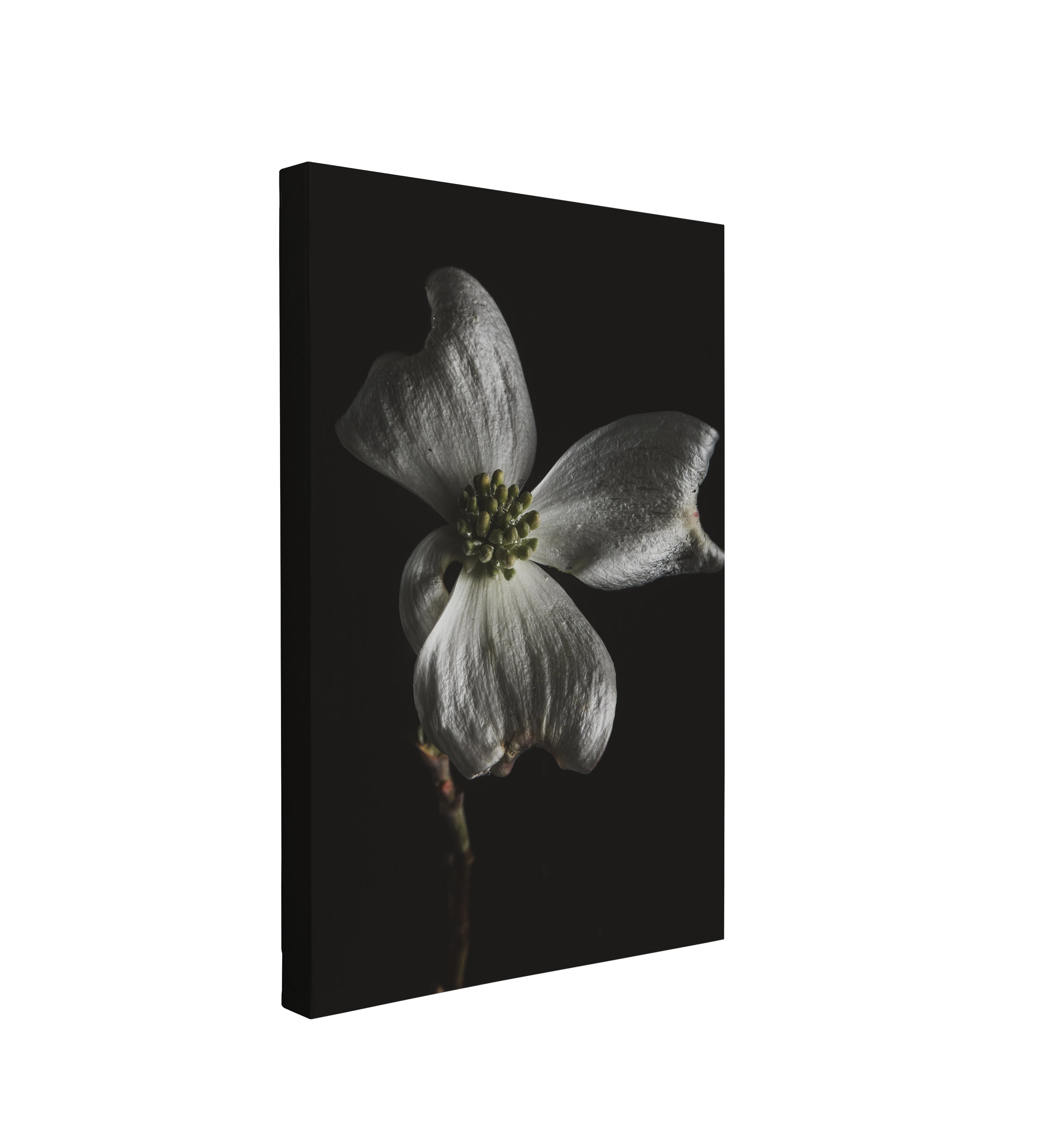 Boho White Flower on Black Photography - Canvas Print Wall Art Décor Whelhung