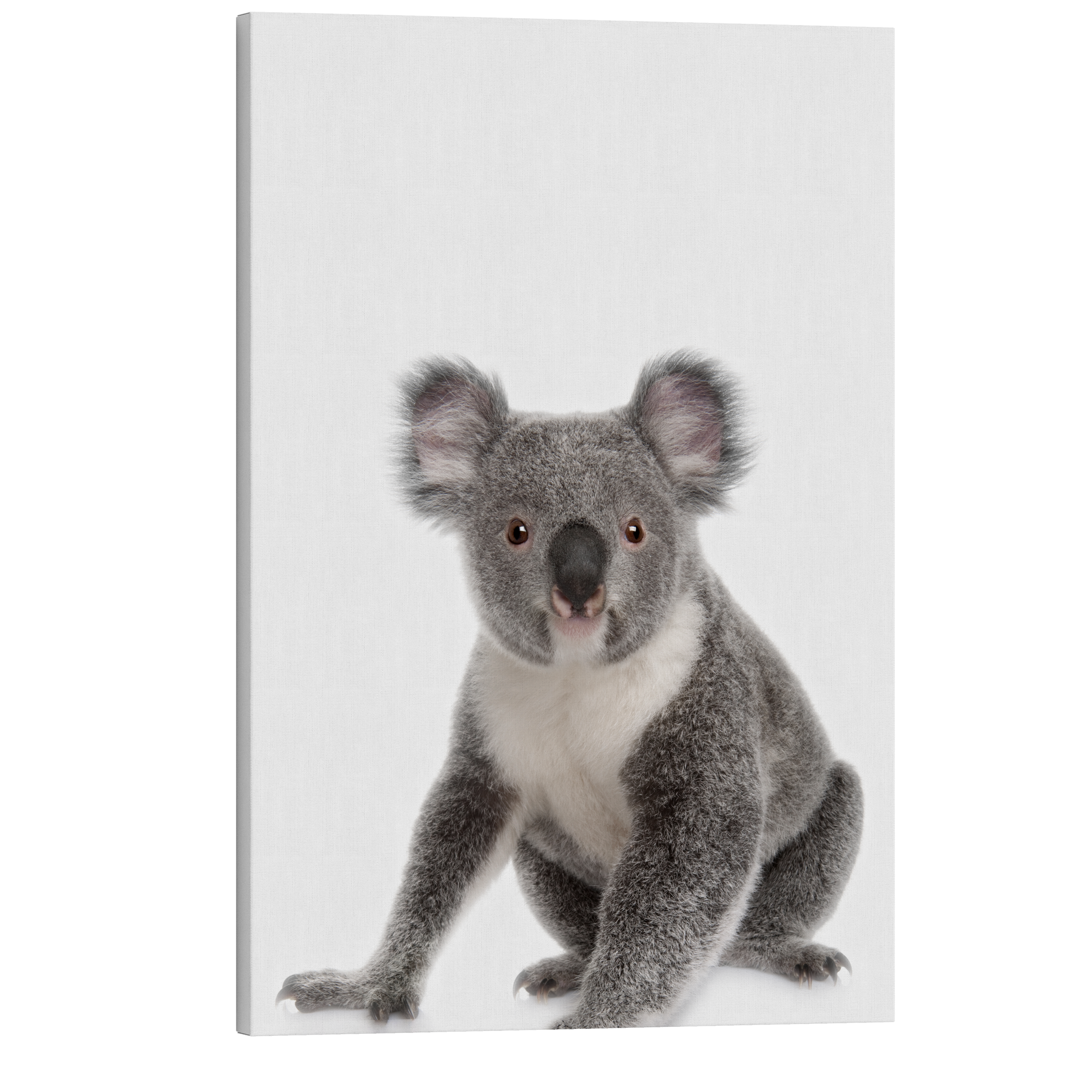 Minimalist Koala - Animal Nursery Photography - Crystal Canvas Print Wall Art Décor Whelhung