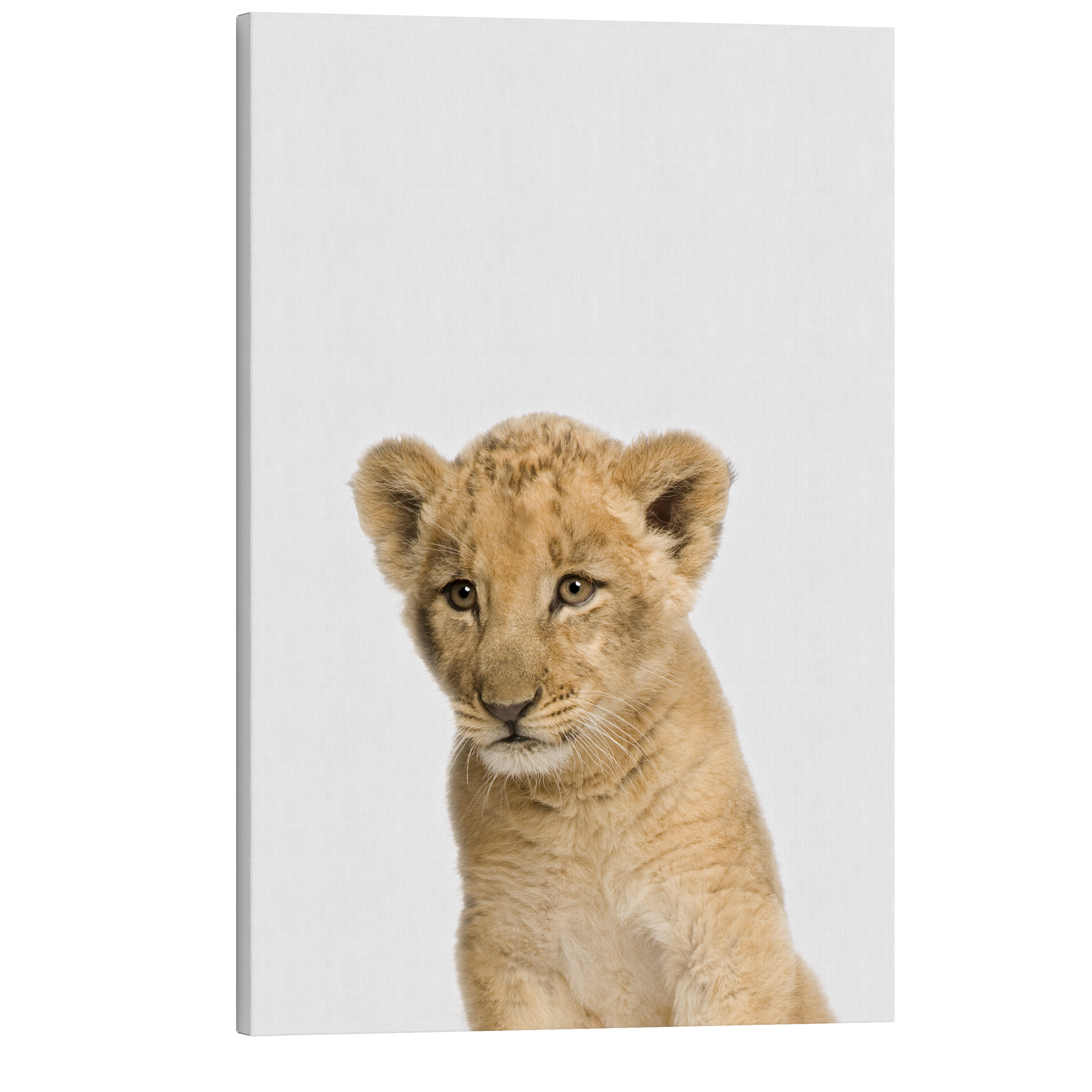 Minimalist Baby Lion - Safari Animal Peekaboo Nursery Photography - Crystal Canvas Print Wall Art Décor Whelhung