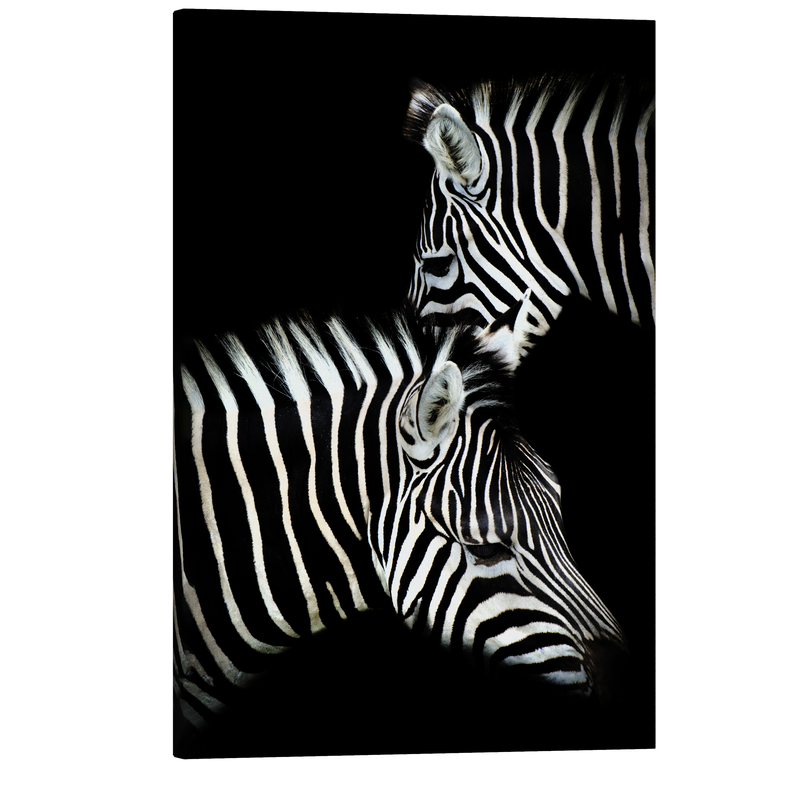 Black and White Zebra Pair - Animal Photography - Crystal Canvas Print Wall Art Décor Whelhung