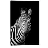 Black and White Zebra - Animal Photography - Crystal Canvas Print Wall Art Décor Whelhung