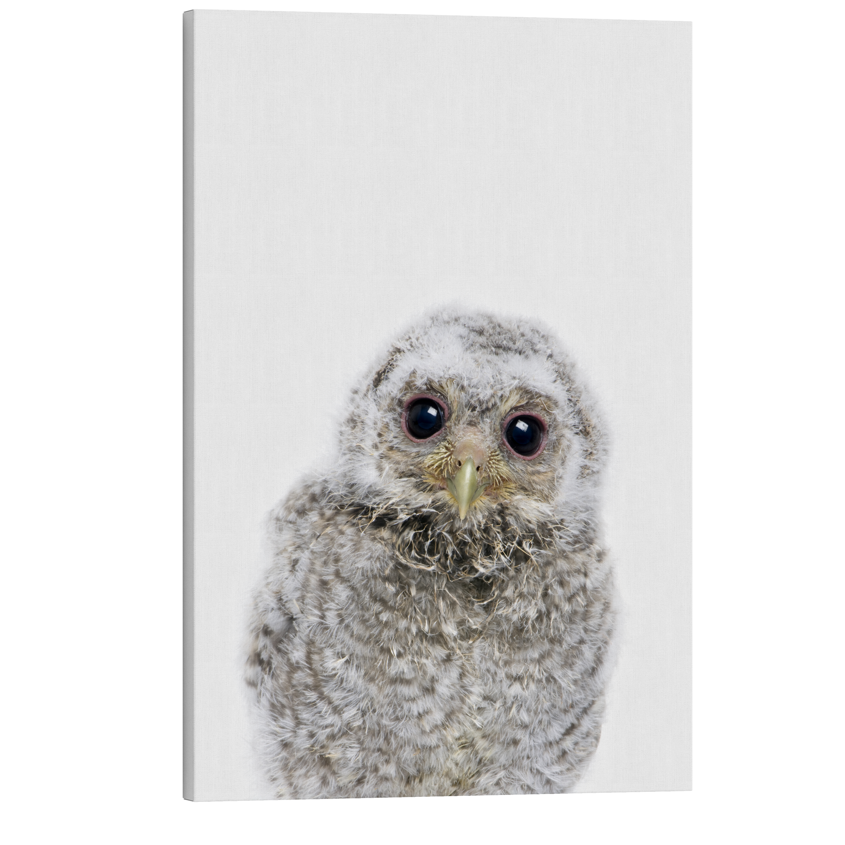 Minimalist Baby Owl - Woodland Animal Peekaboo Nursery Photography - Crystal Canvas Print Wall Art Décor Whelhung