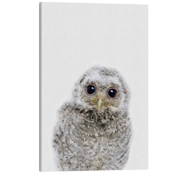 Minimalist Baby Owl - Woodland Animal Peekaboo Nursery Photography - Crystal Canvas Print Wall Art Décor Whelhung