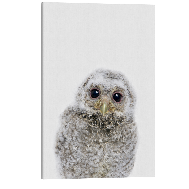 Minimalist Baby Owl - Woodland Animal Peekaboo Nursery Photography - Crystal Canvas Print Wall Art Décor Whelhung