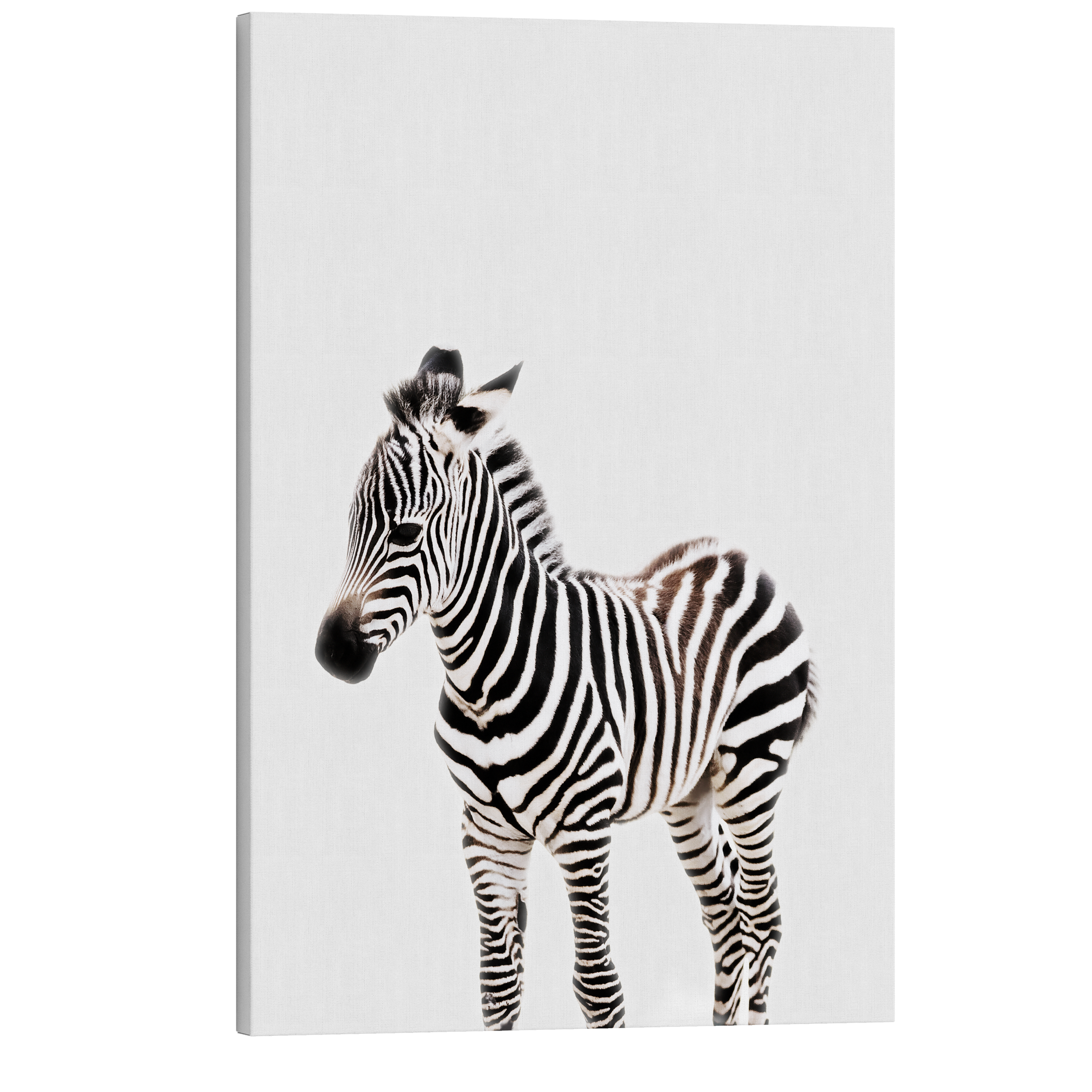 Minimalist Baby Zebra - Safari Animal Peekaboo Nursery Photography - Crystal Canvas Print Wall Art Décor Whelhung