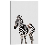 Minimalist Baby Zebra - Safari Animal Peekaboo Nursery Photography - Crystal Canvas Print Wall Art Décor Whelhung