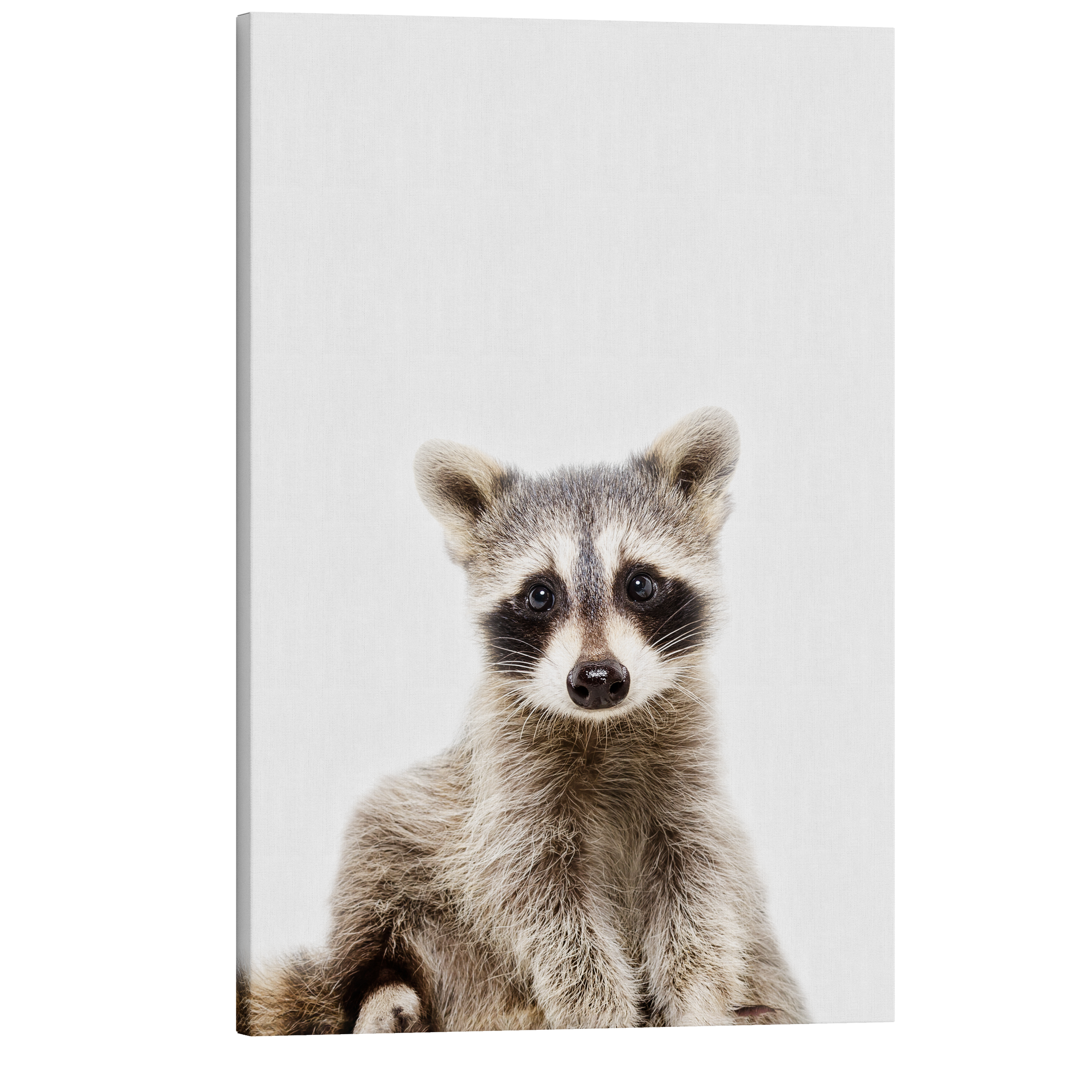 Minimalist Baby Raccoon - Woodland Animal Peekaboo Nursery Photography - Crystal Canvas Print Wall Art Décor Whelhung