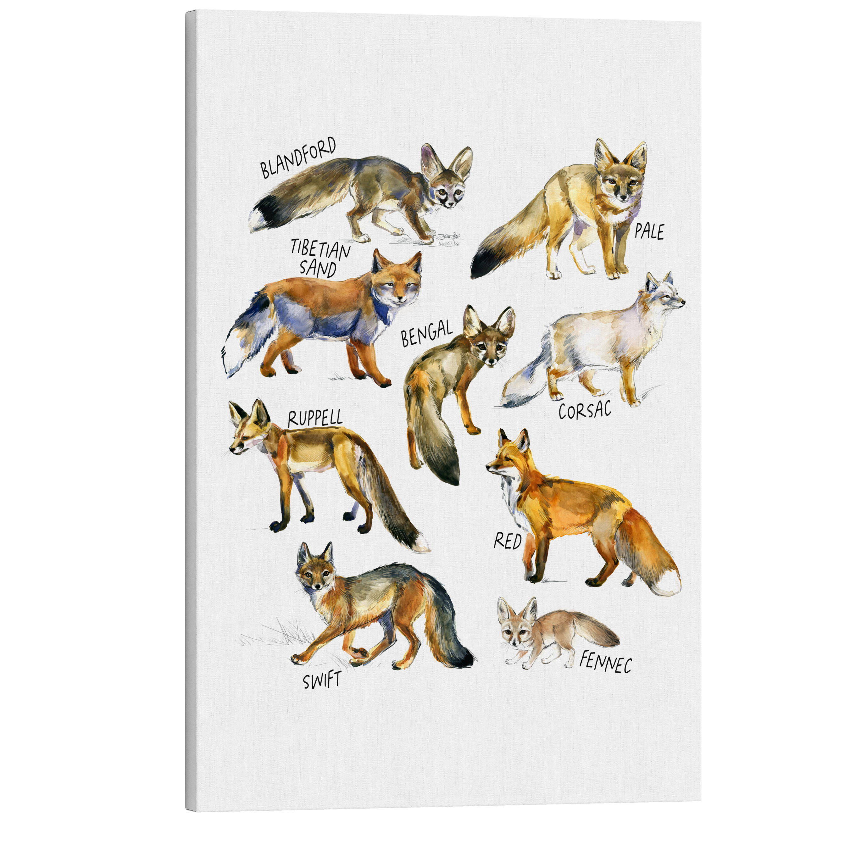 Fox Breed Guide - Animal Watercolor Painting - Crystal Canvas Print Wall Art Décor Whelhung