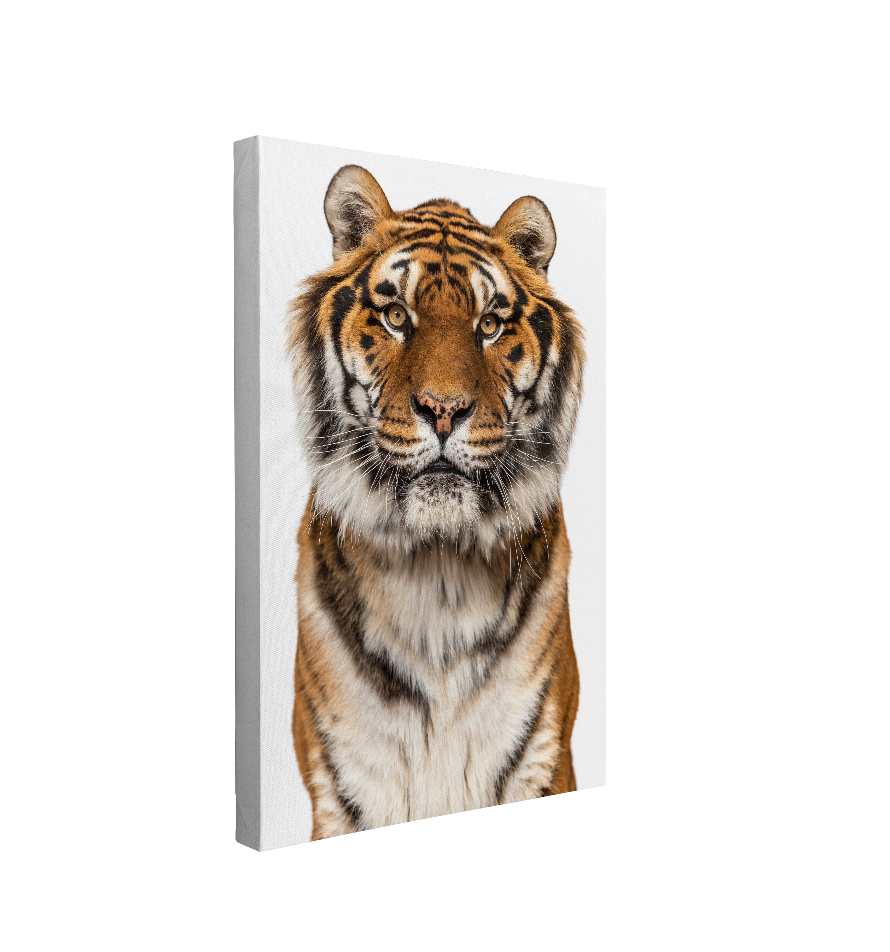 Minimalist Tiger Photography - Canvas Print Wall Art Décor Whelhung